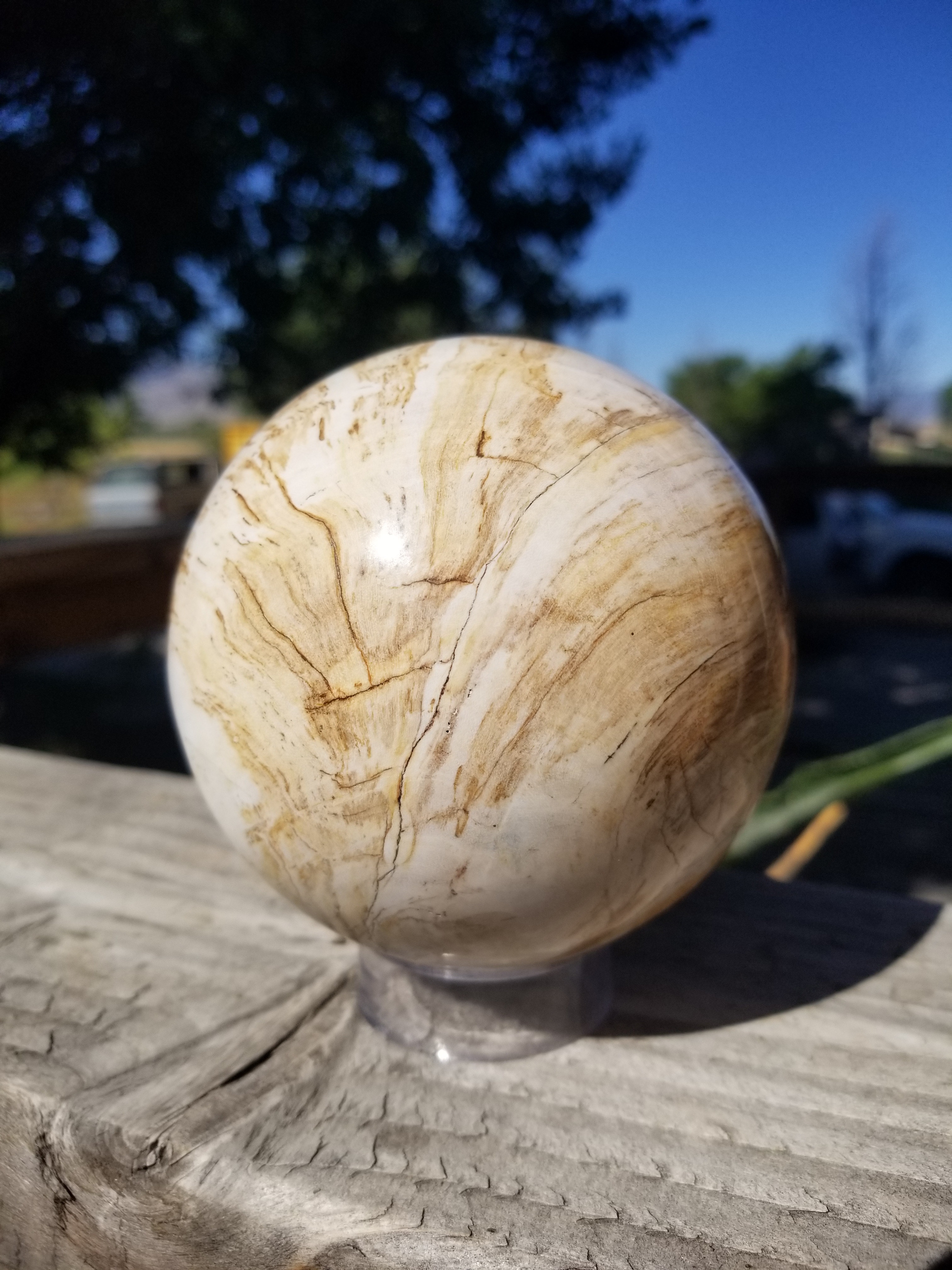 Real Large Polished Petrified Wood Sphere 4" Indonesia Nice Display Metaphysical 2Lb