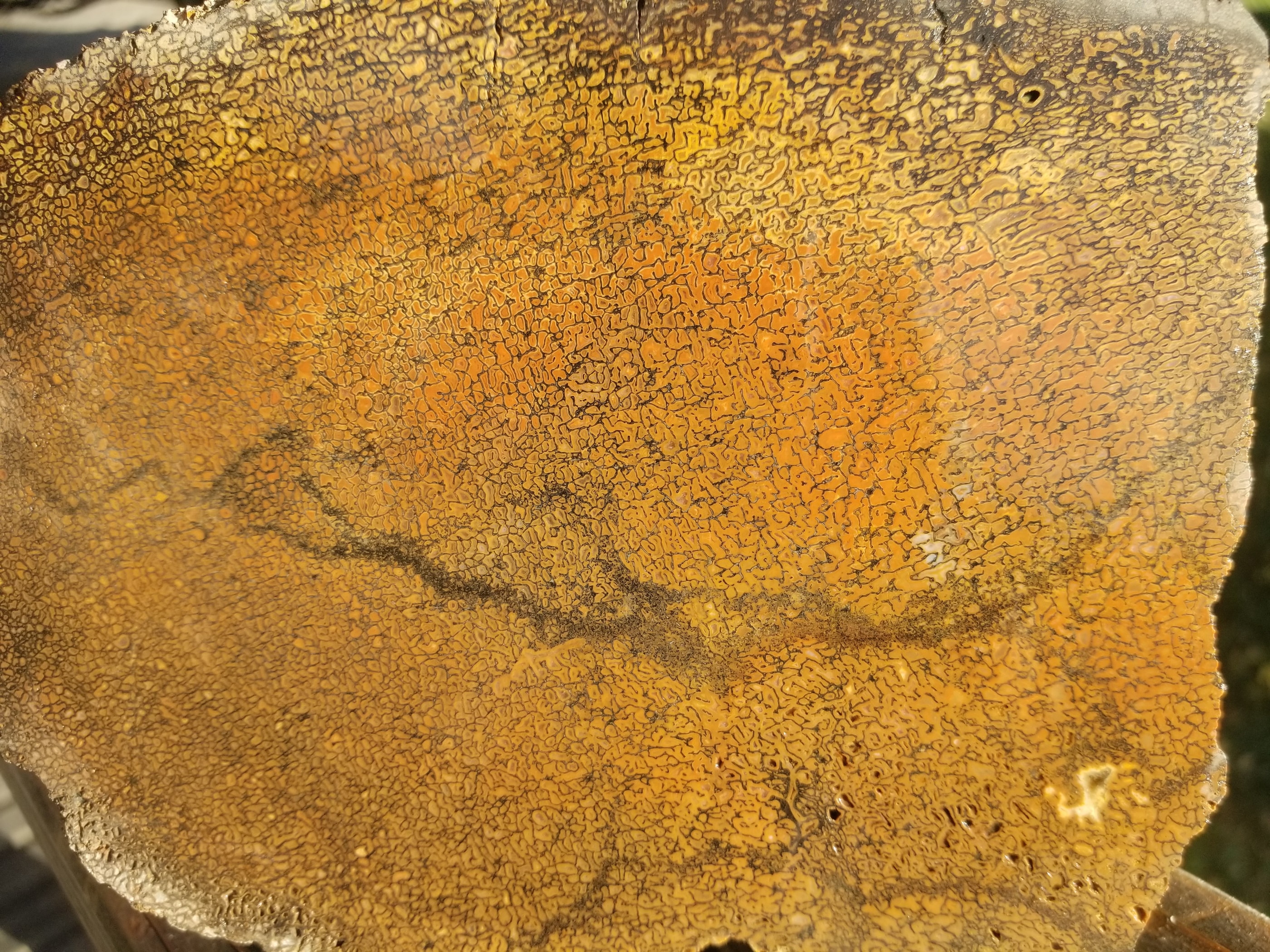 Red Dinosaur Gem Bone Slab - Stabilized