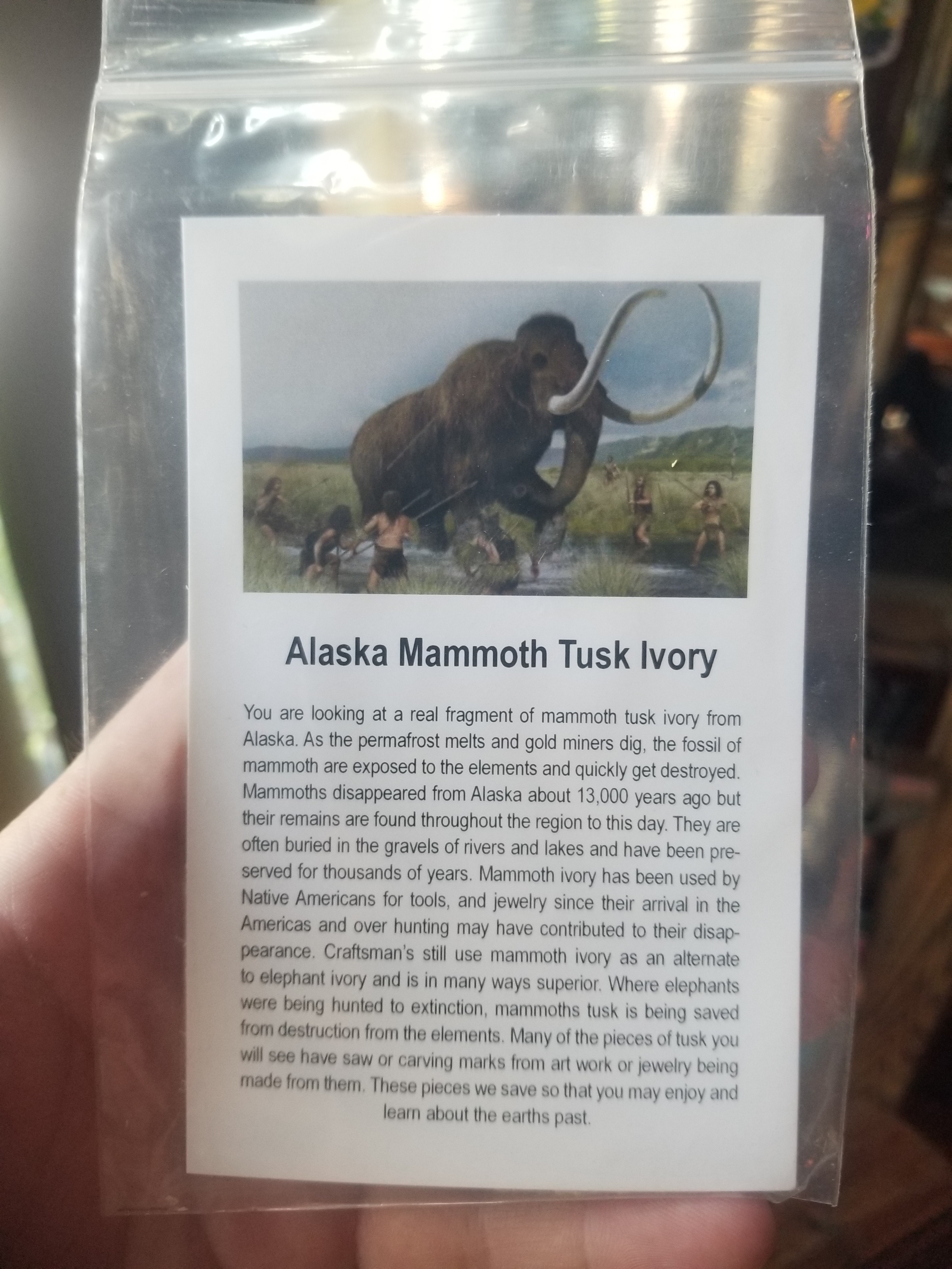 Alaskan Mammoth Mamut Tusk Specimen w/Educational card (Bagged)