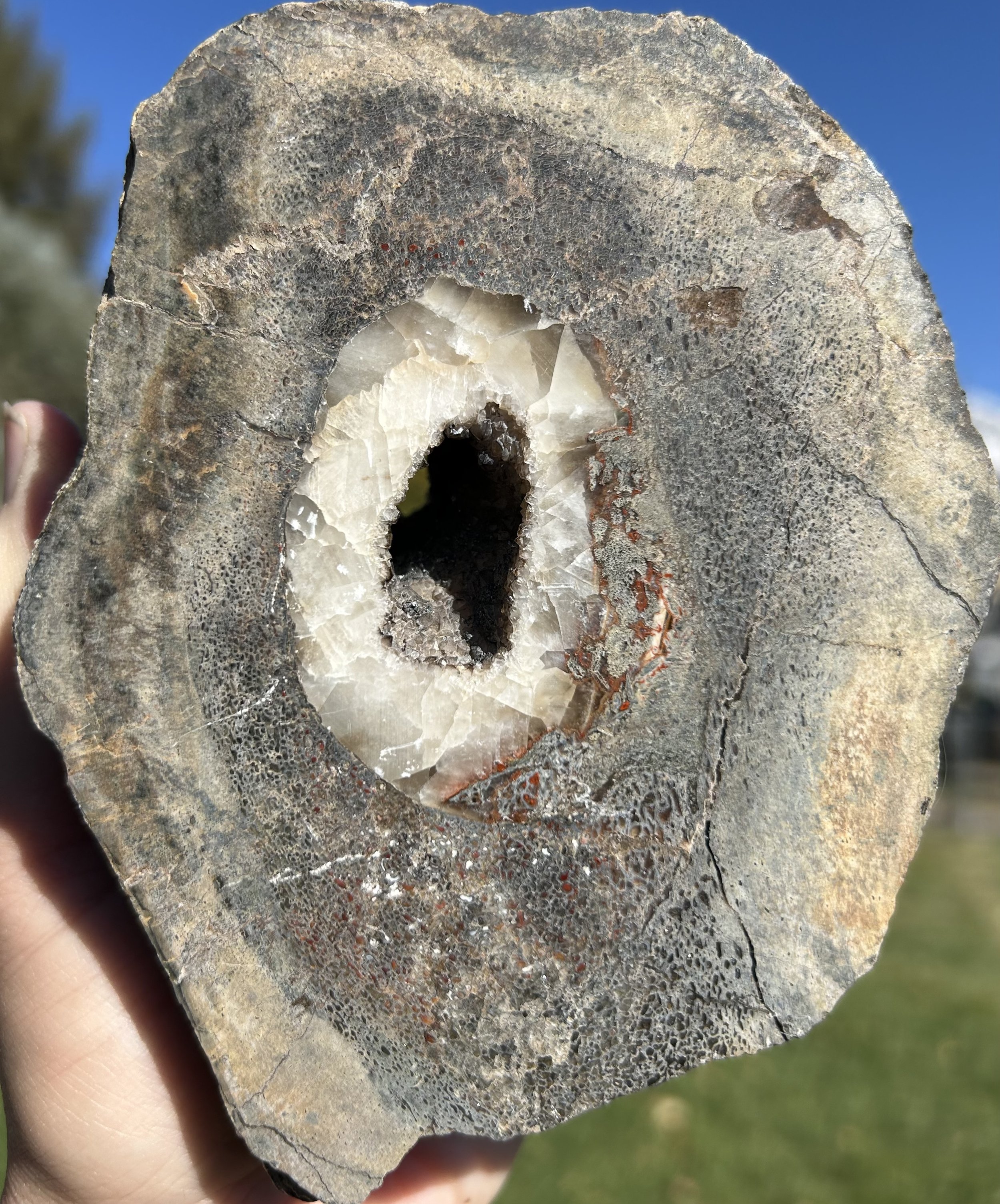 Beautiful Polished Crystal/Druzy Agatized Dinosaur Gem Bone Specimen - 2.9lbs Jurassic, CO