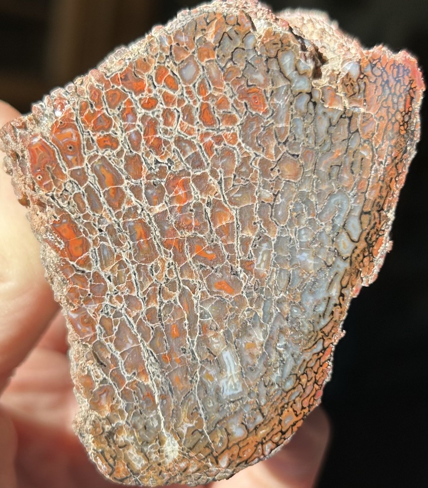 Beautiful Glassy Red & Blue Polished Agatized Dinosaur Gem Bone Specimen Jurassic Morisson, CO