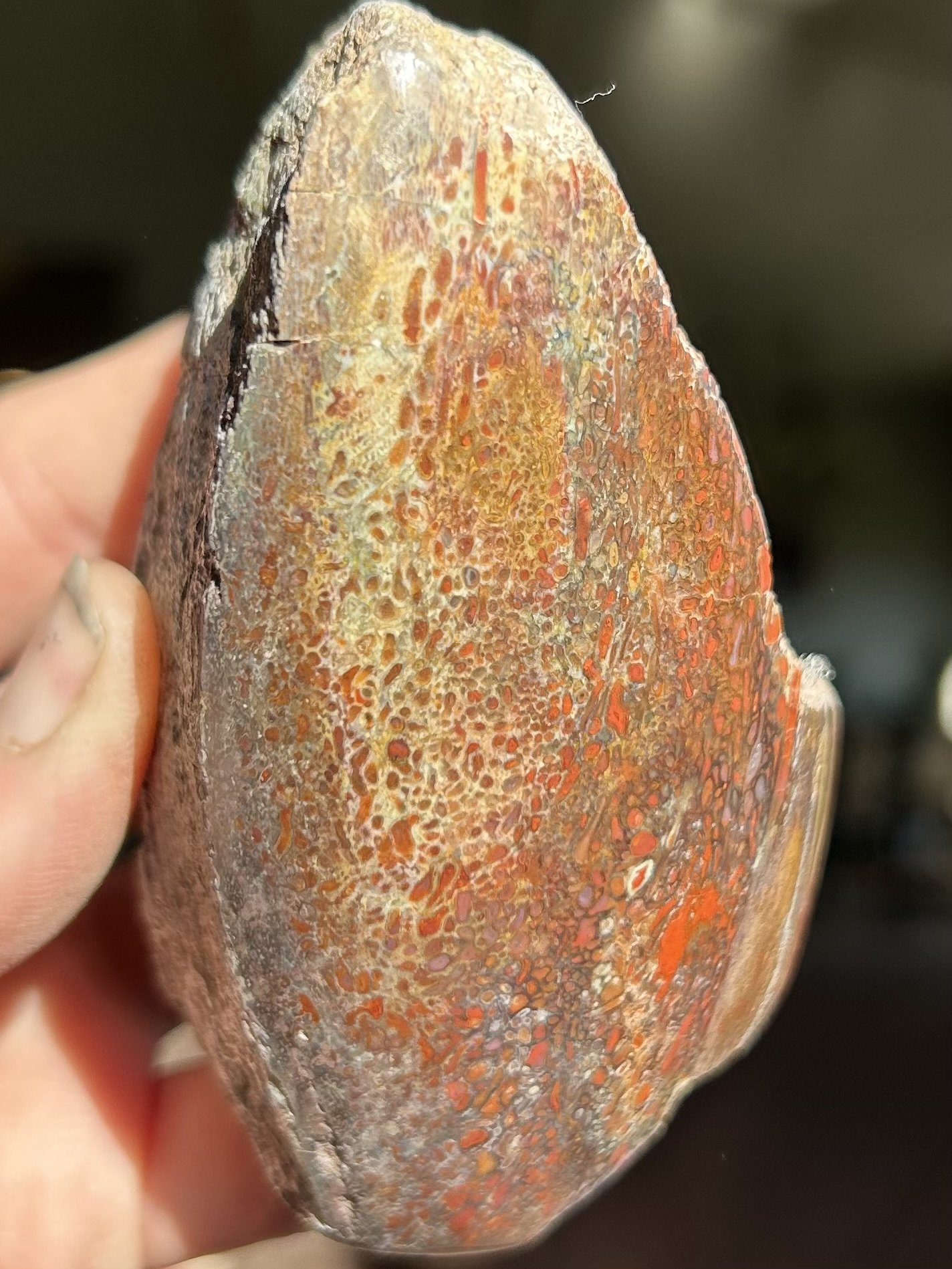 Nice Polished Agatized Dinosaur Gem Bone Specimen Multicolor End Cut Jurrasic Morrison, CO