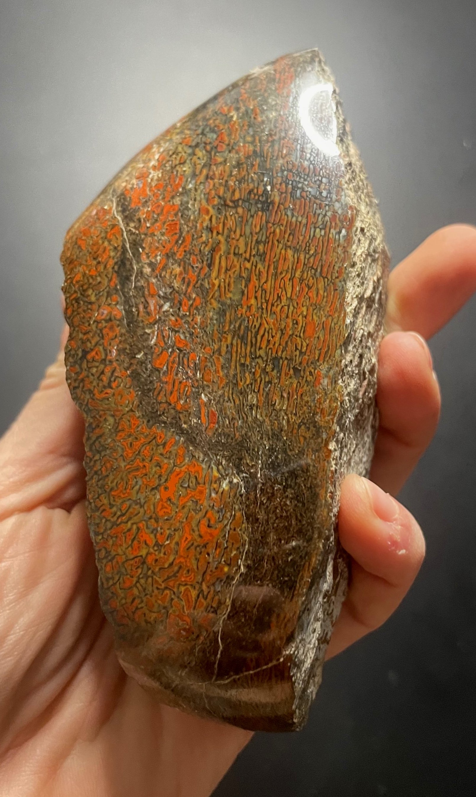 Beautiful Red Freeform Polished Dinosaur Gem Bone Specimen - Agatized Jurassic Dinosaur Bone