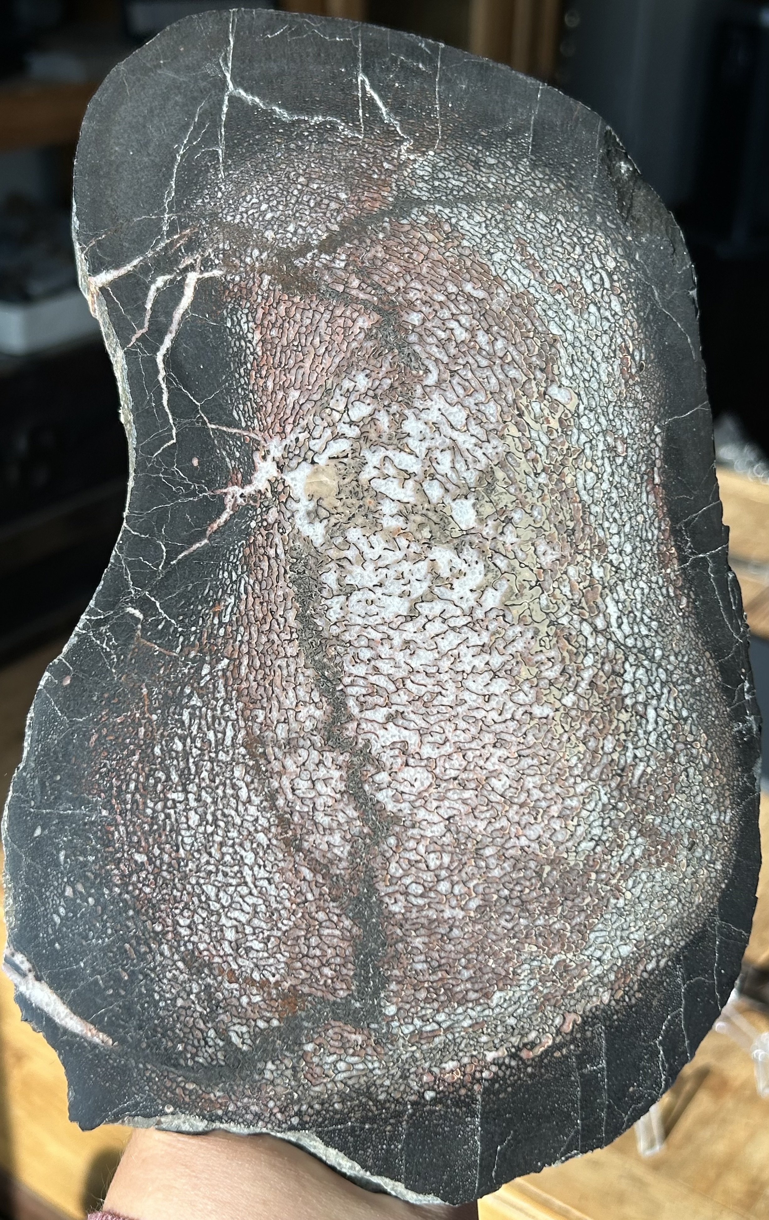 Beautiful Polished Agatized Dinosaur Gem Bone Slab 9.5x5.5 - 2.8 lbs. Jurassic Morrison, CO