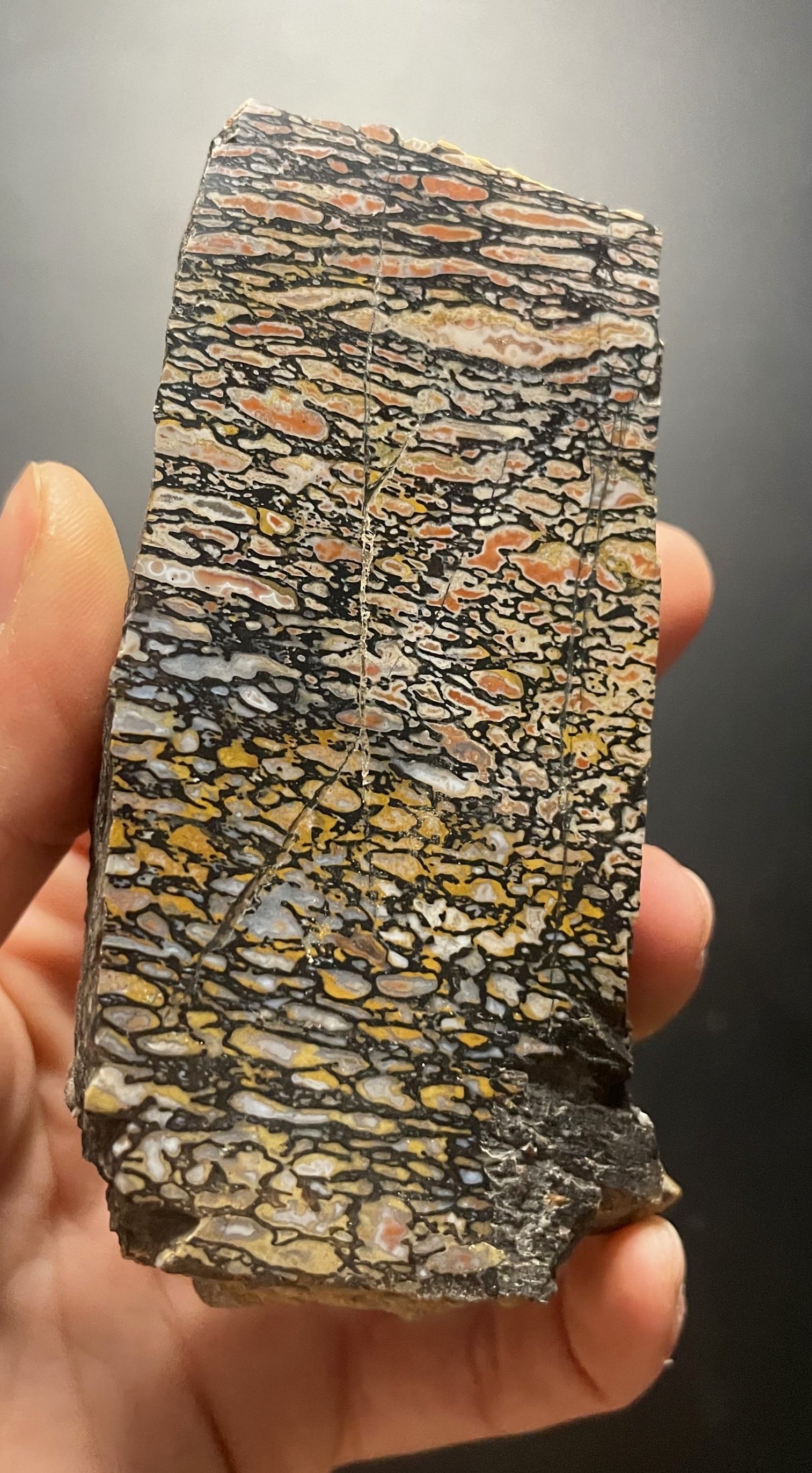 Amazing Polished Rainbow Large Cell Agatized Jurassic Dinosaur Gem Bone Specimen