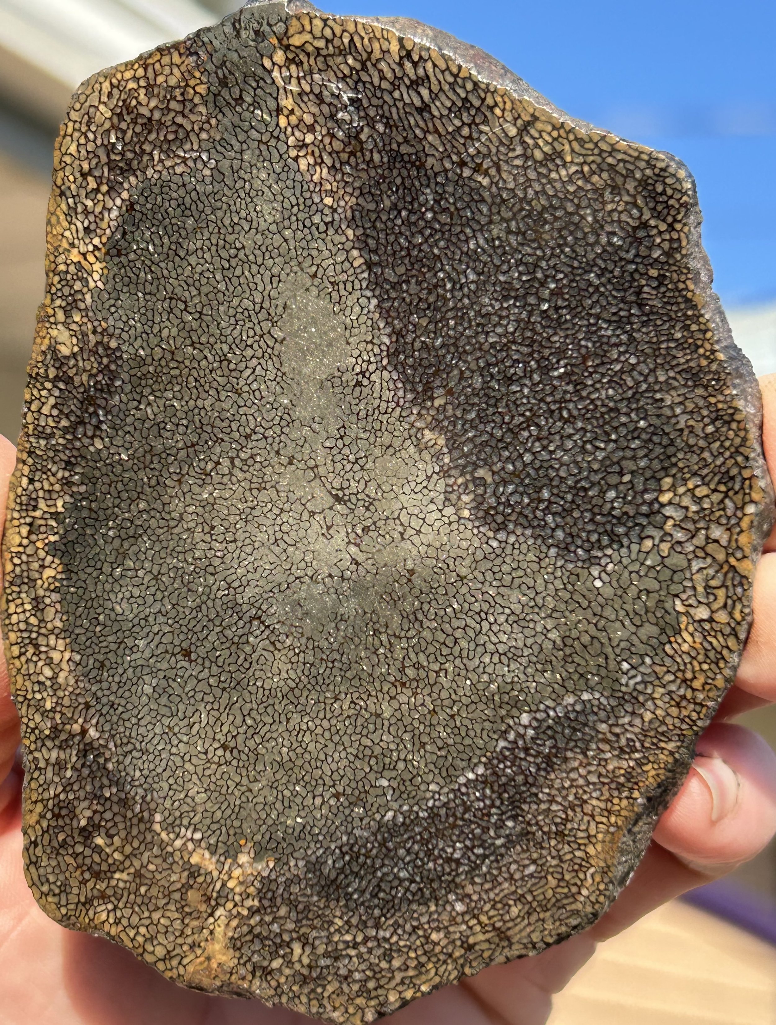 Incredible Rare Double Polished Pyrite Dinosaur Bone Gem Bone - Volga River, Russia