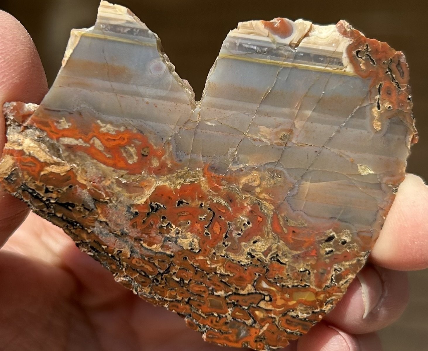 Nice Polished Dinosaur Gem Bone End Cut w/Water Lines - UV Reactive