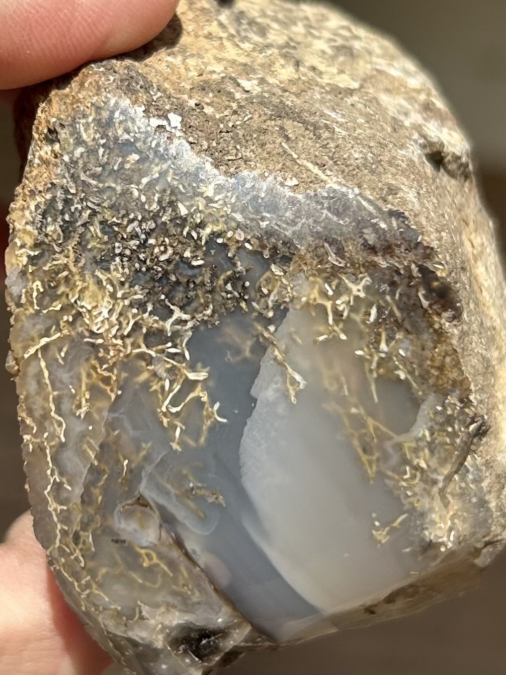 Beautiful Glassy Spiderweb Polished Dinosaur Gem Bone Specimen