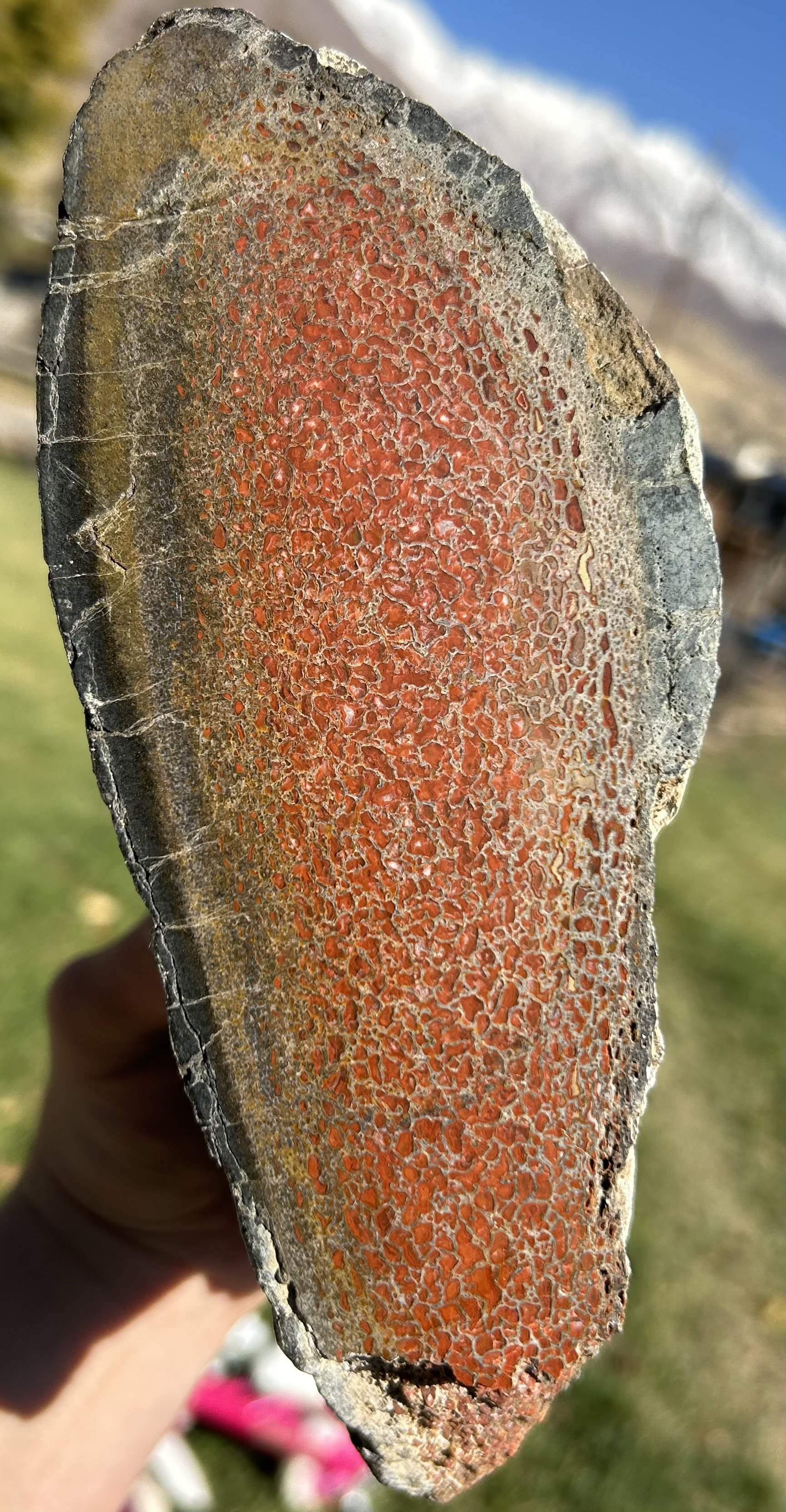 Incredible 10Lb Deep Red Large Cell Polished Dinosaur Gem Bone Specimen - Agatized Dinosaur Bone