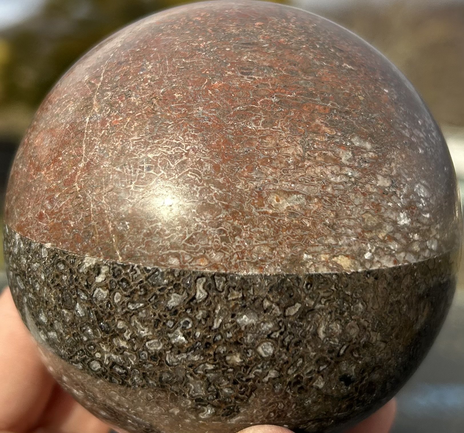 Incredible 2 Tone Agatized Dinosaur Gem Bone Polished Sphere 3.5" 2.4Lb