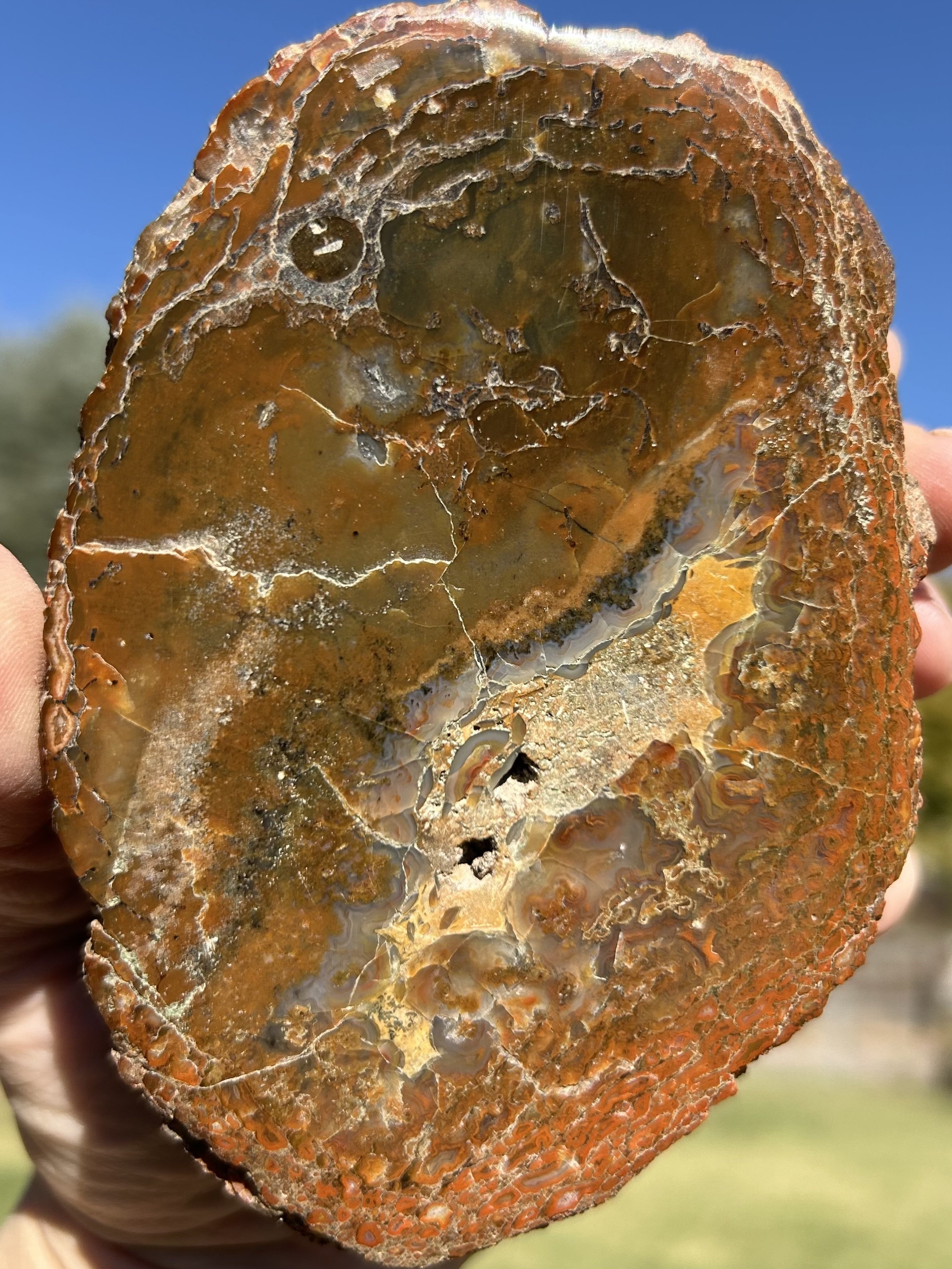 Nice Polished Jurassic Agatized Dinosaur Gem Bone Slab Specimen Colorado