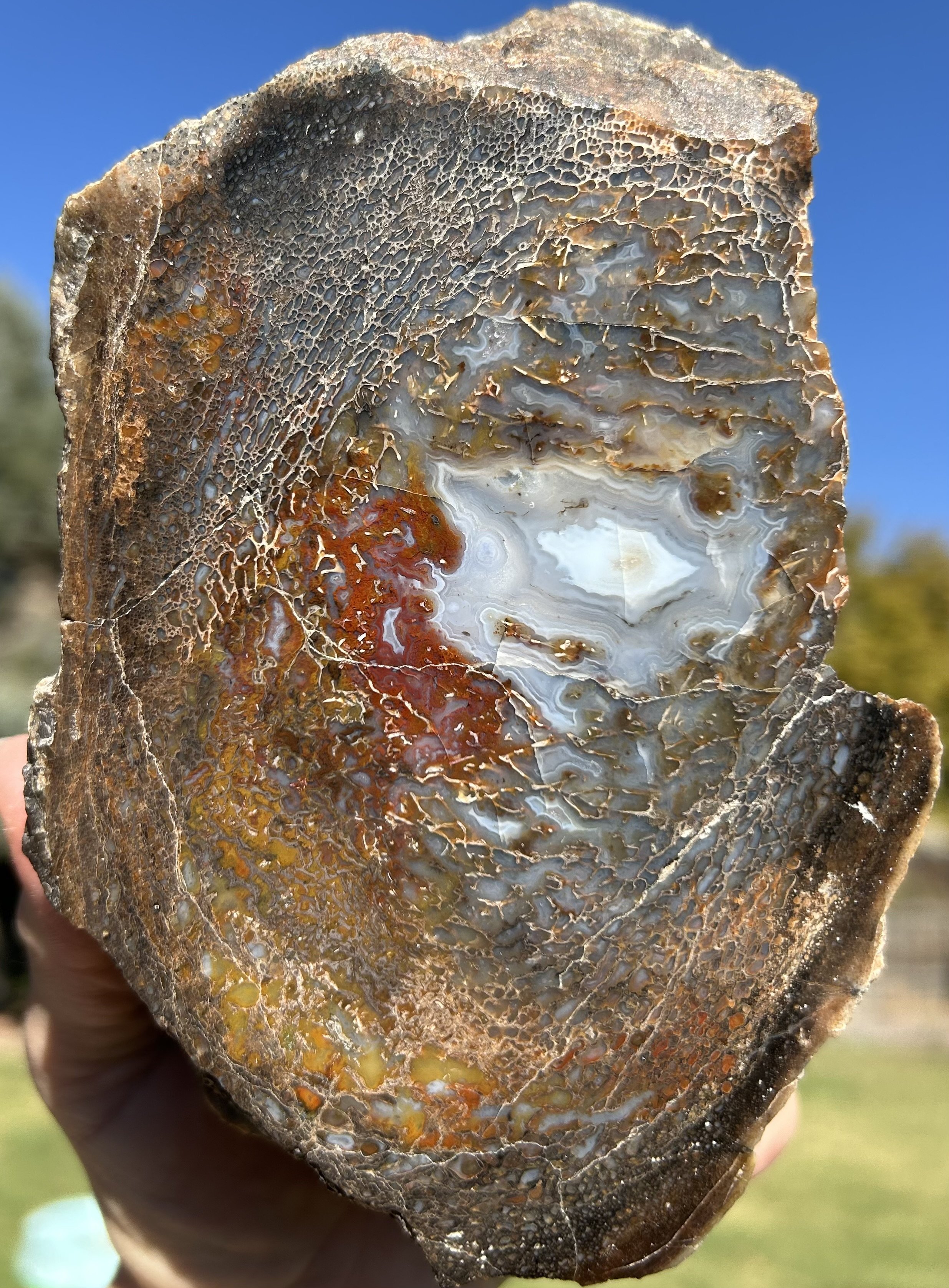 Incredible Polished Glassy Large Cell Banded Agatized Dinosaur Gem Bone Specimen - 4.2lbs Jurassic, CO