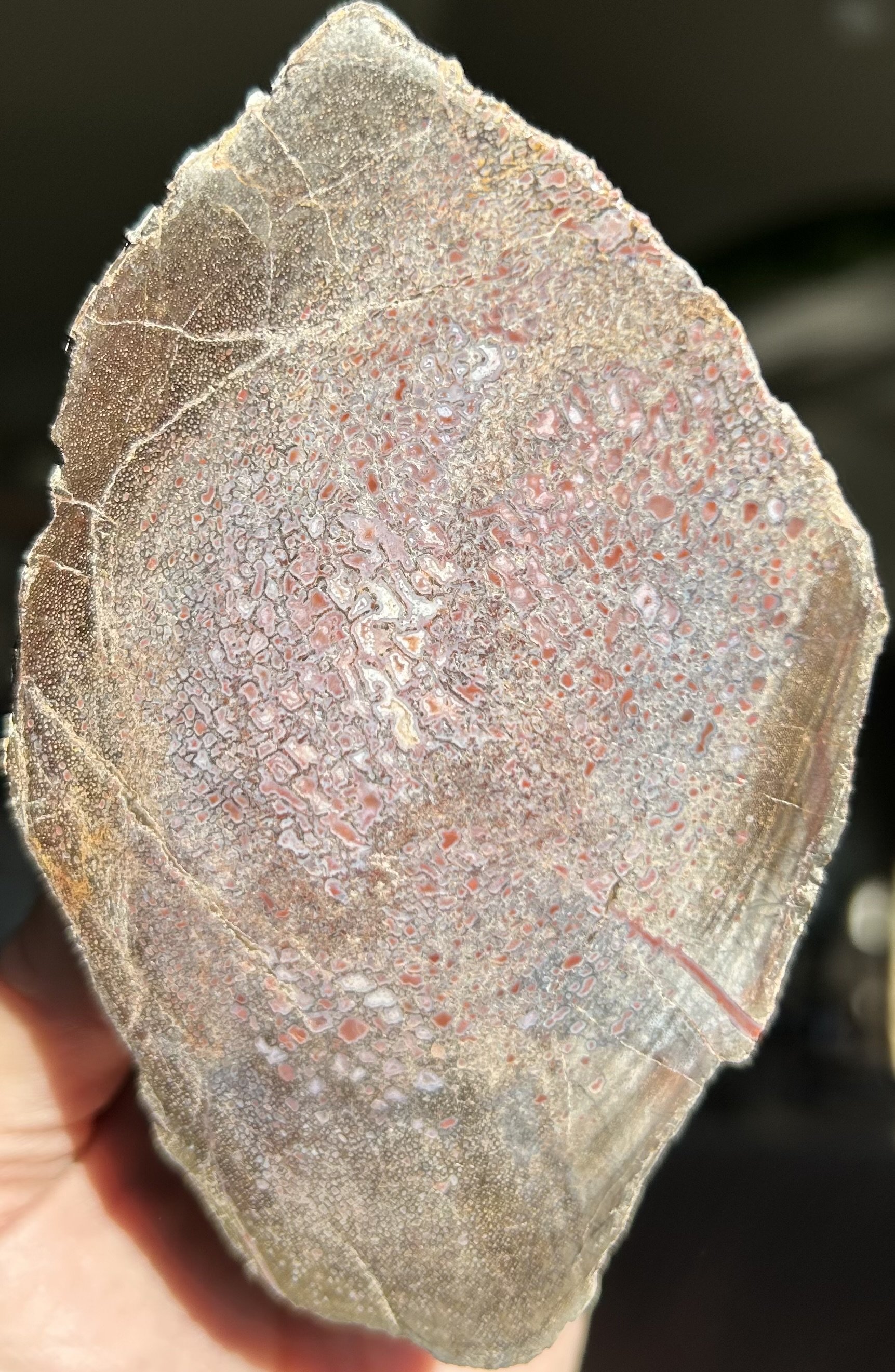 Nice Pink Polished Agatized Dinosaur Gem Bone Specimen - 1.9lbs Jurassic Morrison, CO