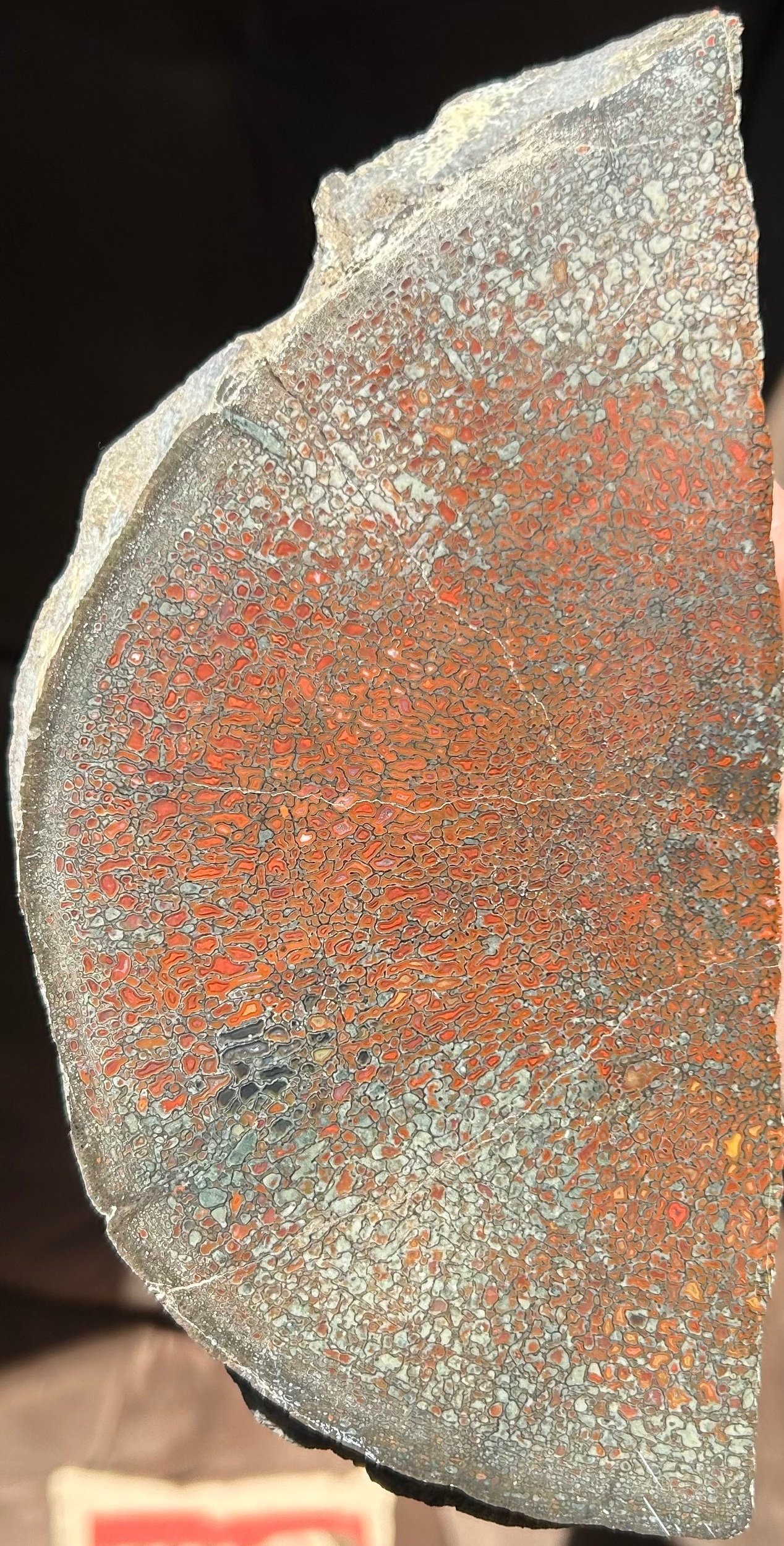 Beautiful Large Red Polished Agatized Dinosaur Gem Bone Half Vert Centrum Specimen- 4.10lbs