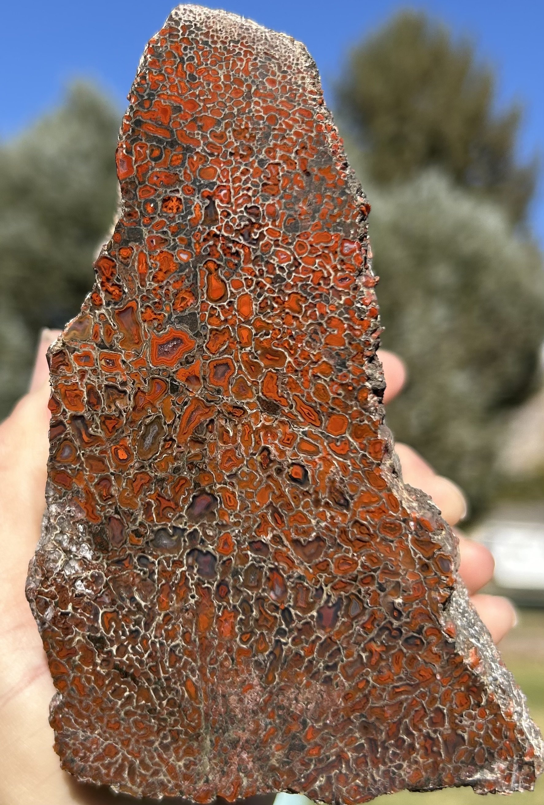 Incredible Glassy Large Cell Polished Agatized Dinosaur Gem Bone Specimen - 2.6 lbs Jurassic Morrison, CO