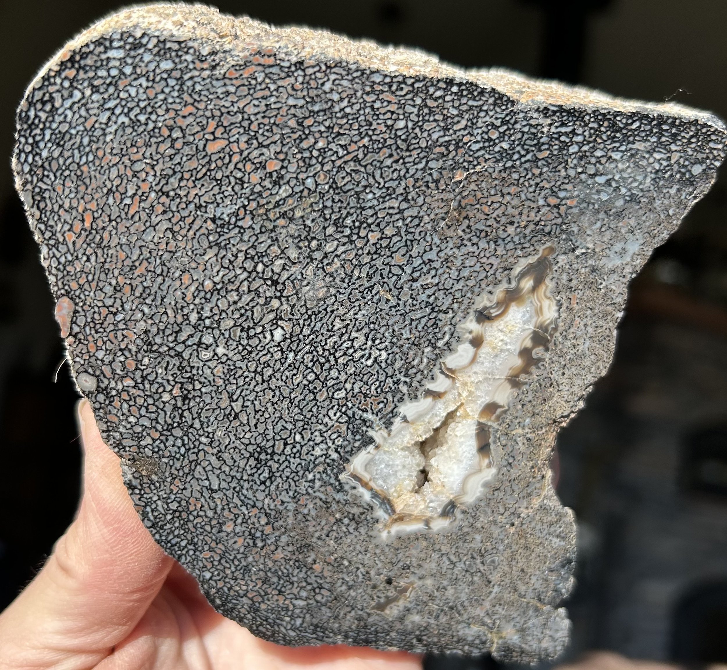 Jurassic Agatized Dinosaur Gem Bone