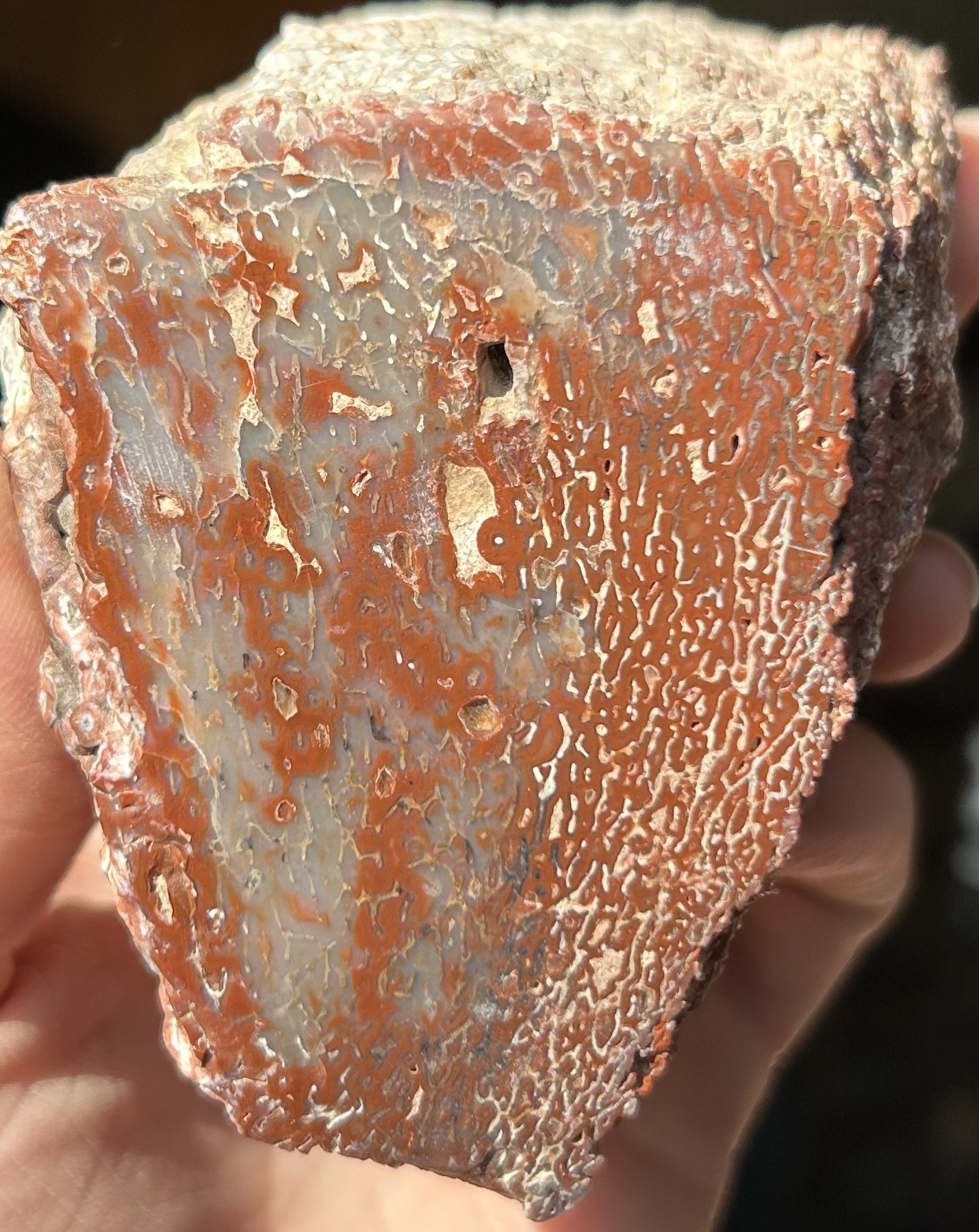 Nice Red Glassy Polished Dinosaur Gem Bone Specimen w/Botryoidal - Jurassic Era, CO