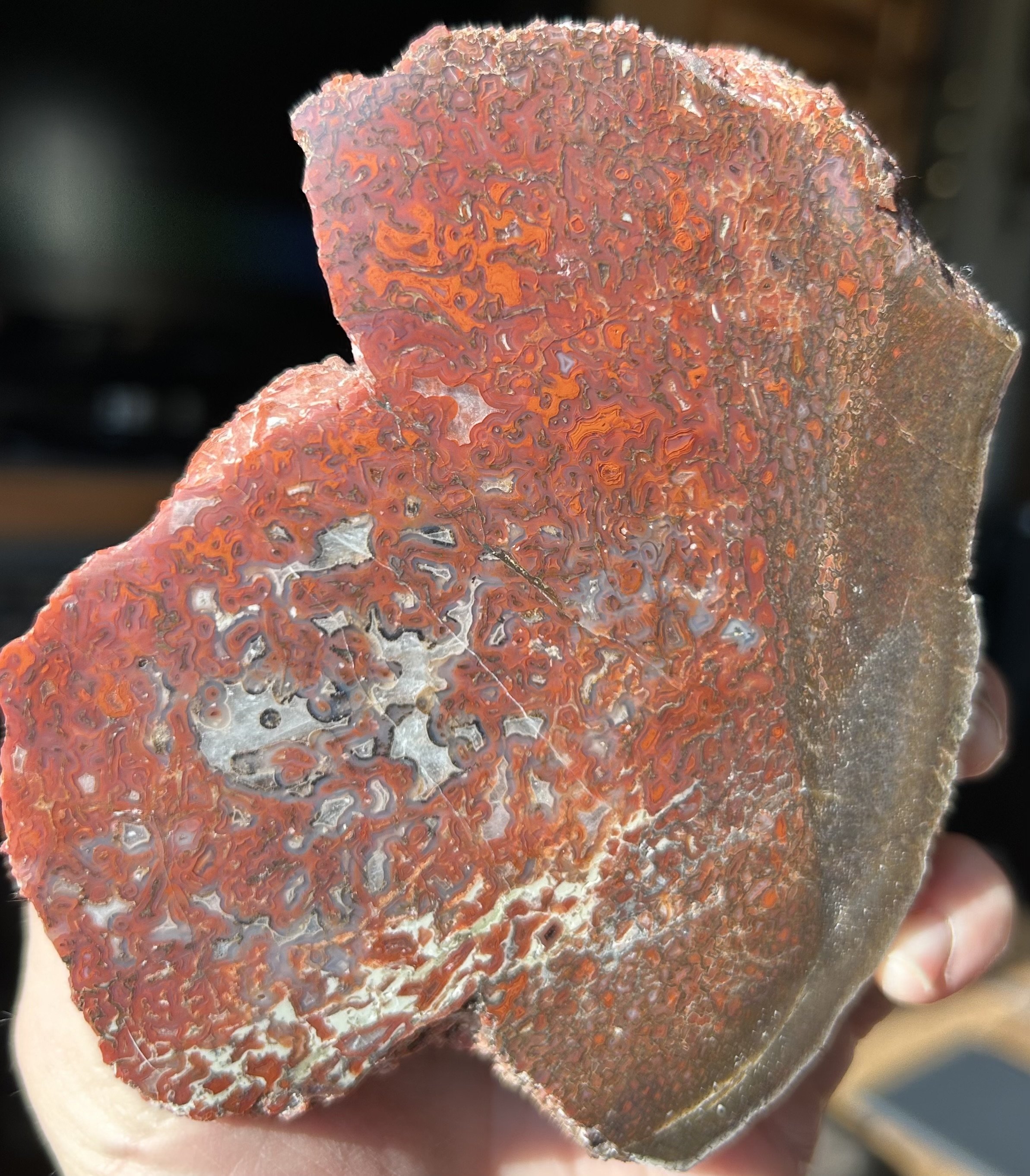 Nice Deep Red Glassy Polished Agatized Dinosaur Gem Bone Specimen Jurassic, CO