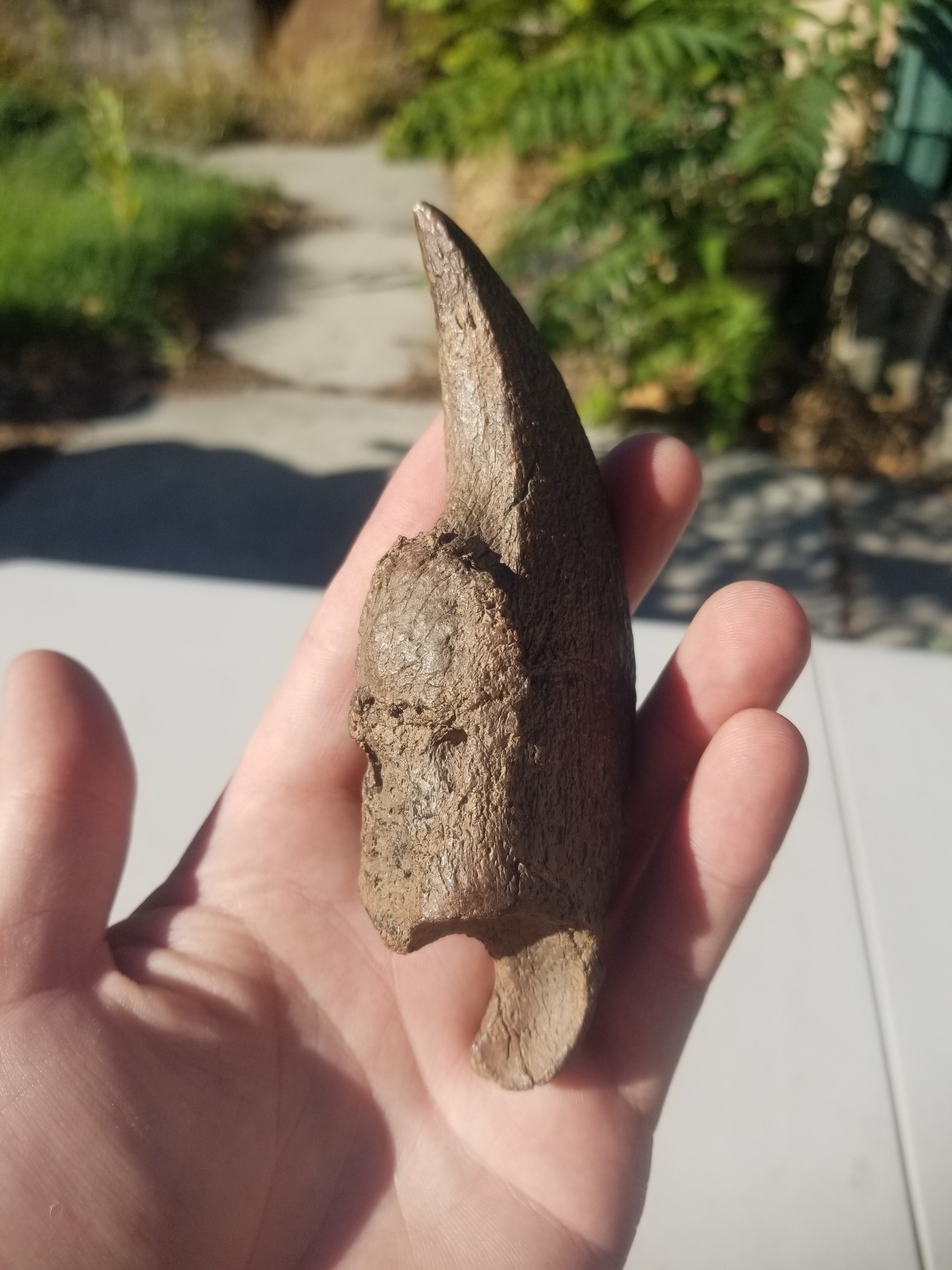 Megalonyx Giant Ground Sloth Claw Ice Age Pleistocene - Old Collection