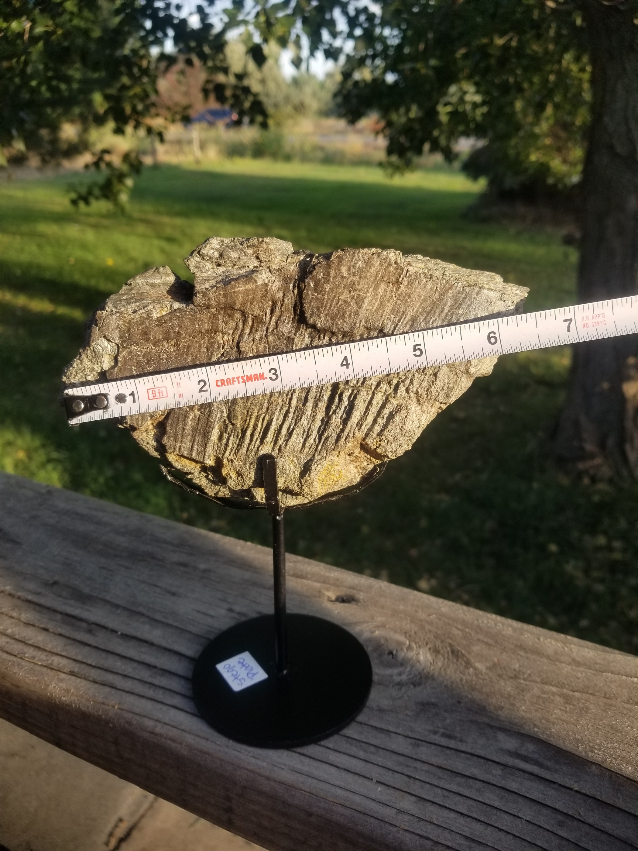 Stegosaurus Plate Section Fossil Dinosaur Specimen Jurassic Morrison Form Display