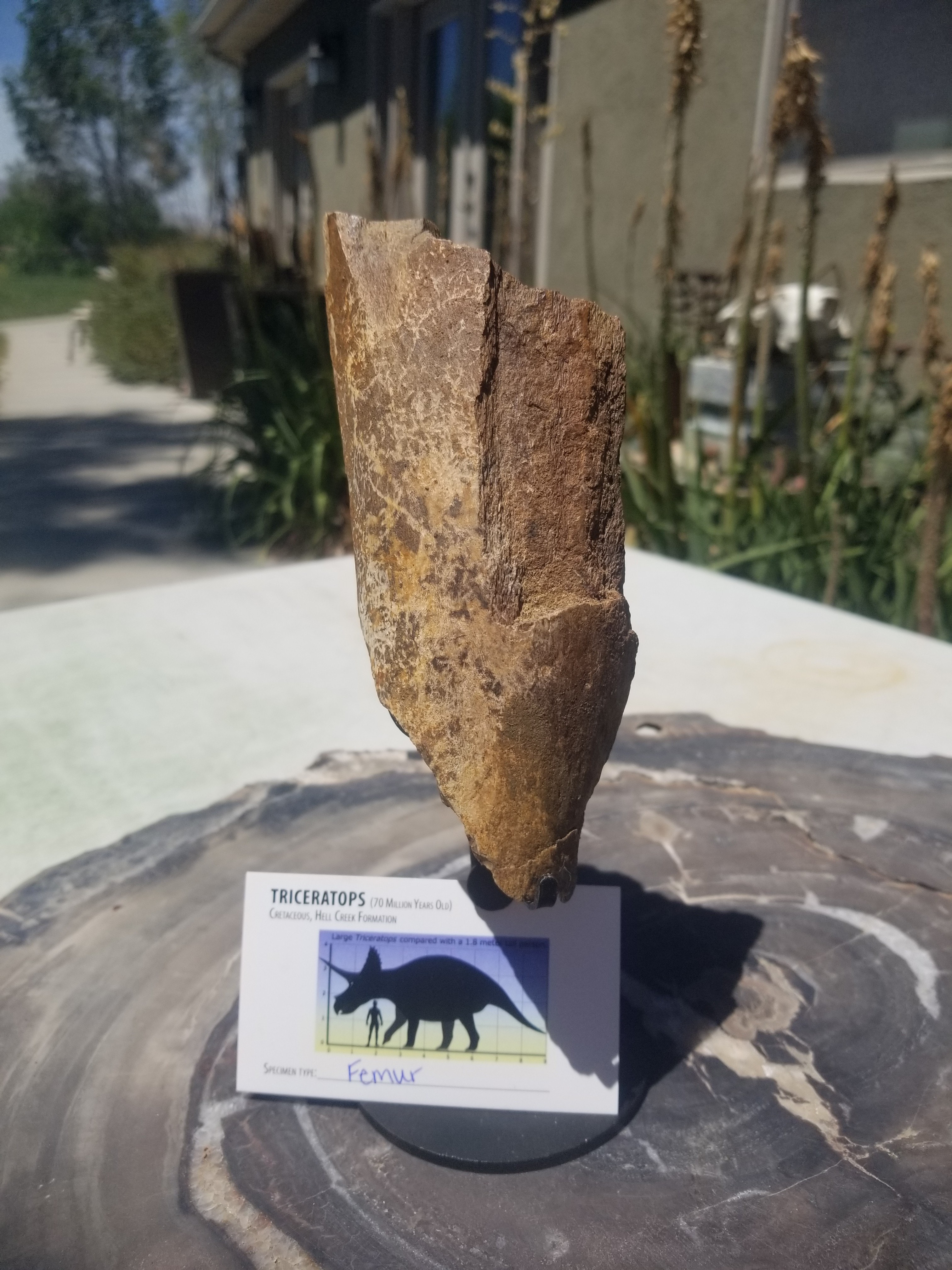 Nice Triceratops Femur Section Fossil Specimen Defined Cretaceous Hell Creek MT