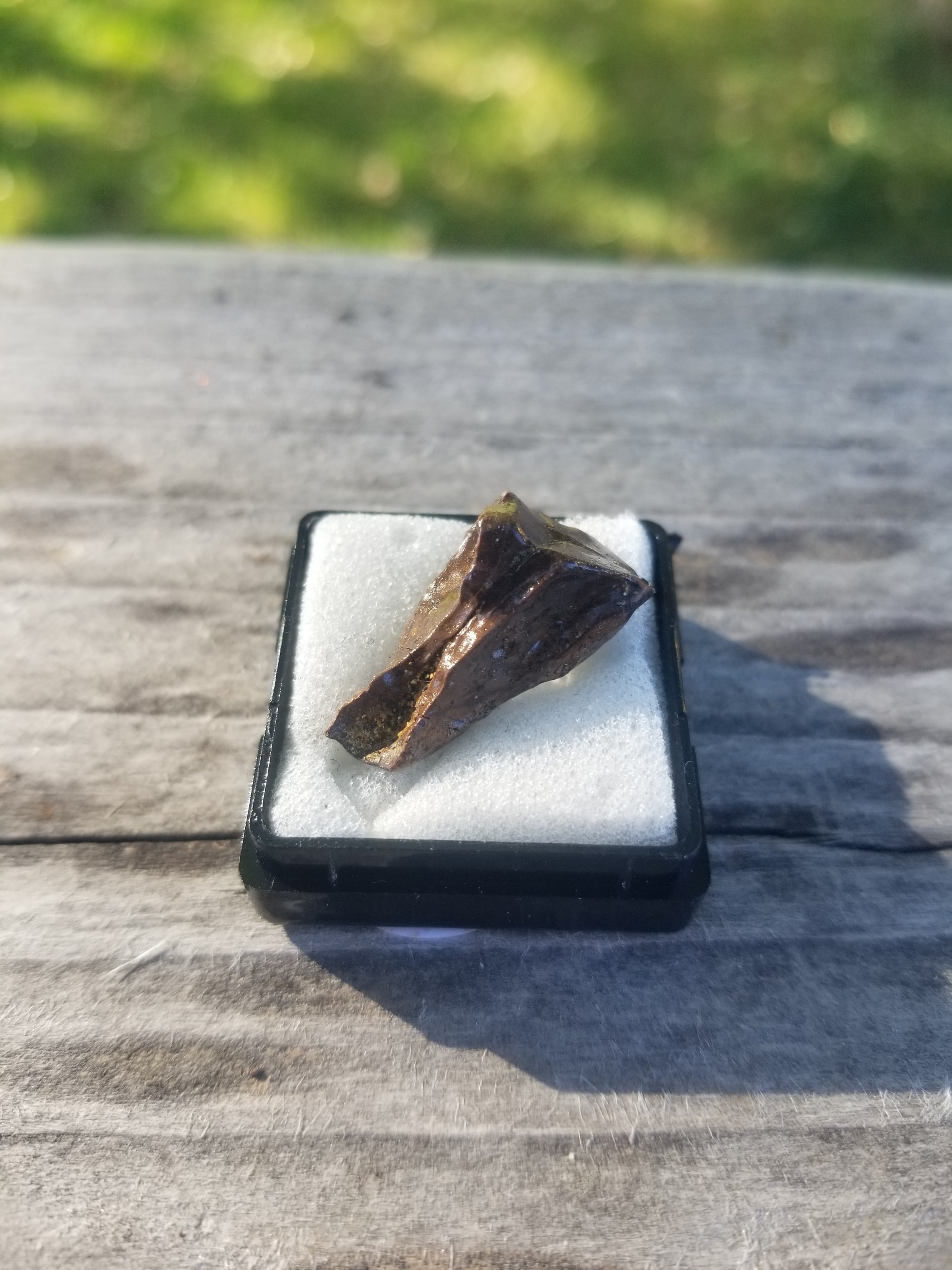 Nice Triceratops Tooth Fossil Specimen Hell Creek, MT