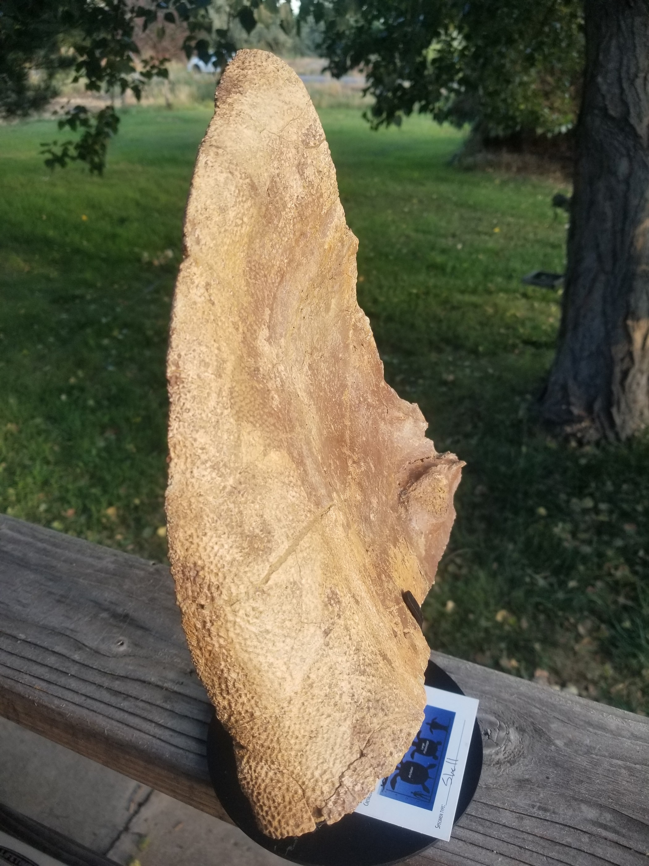 Turtle shell fossil hell creek MT