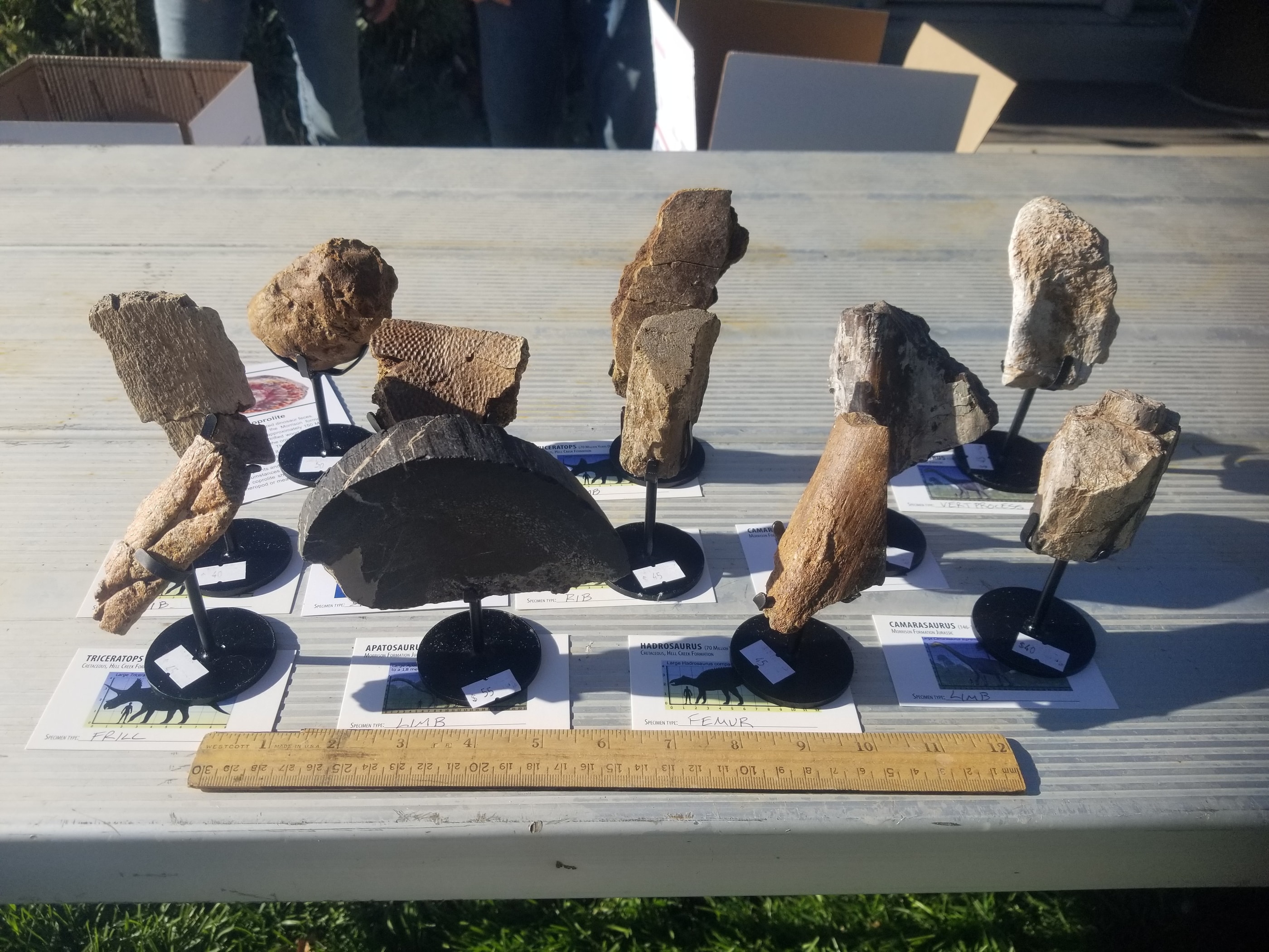 *Wholesale - Mixed Dinosaur Fossil 20 pc Specimen Jurassic/Cretaceous - Listed in Notes