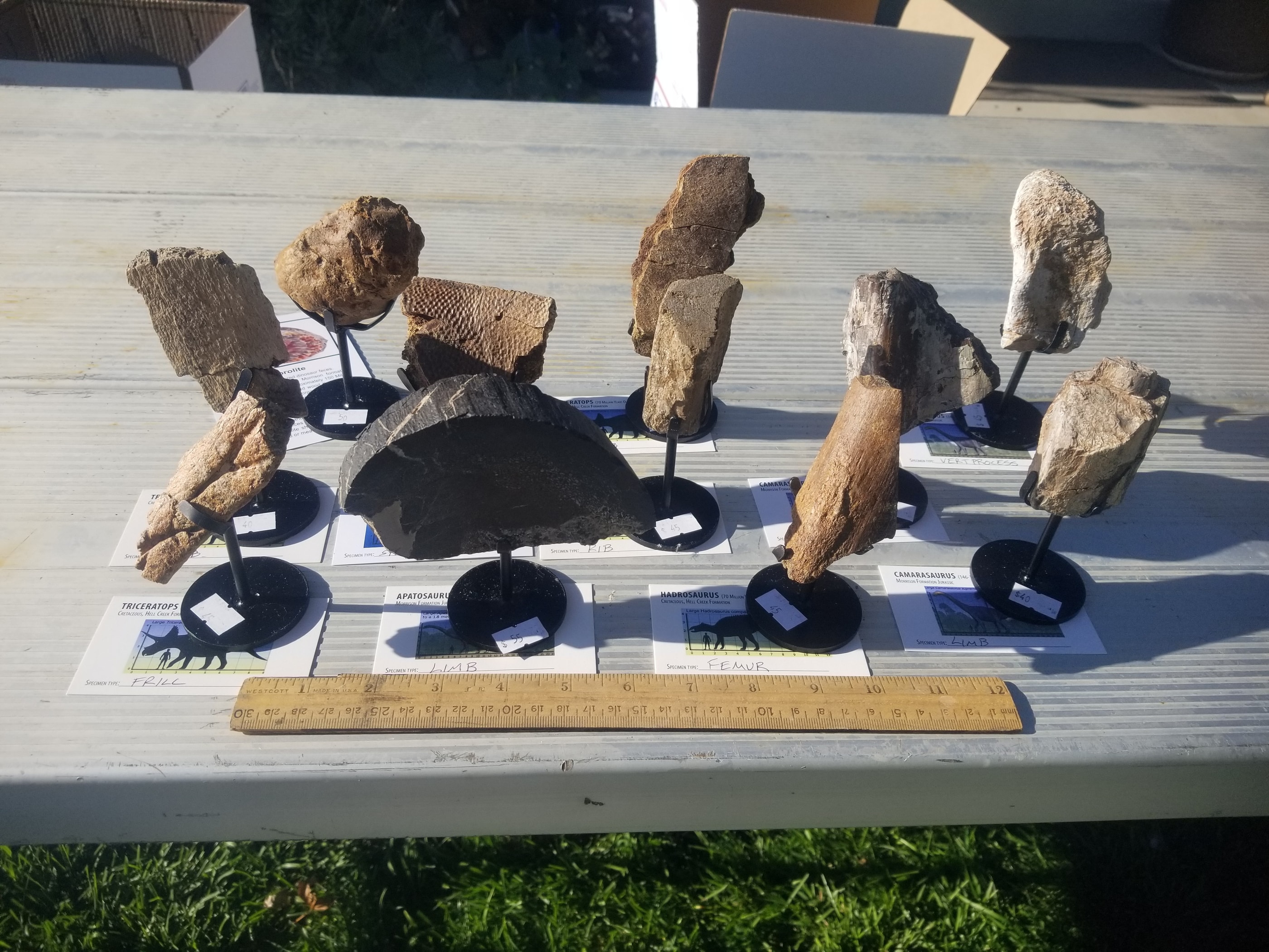 *Wholesale - Mixed Dinosaur Fossil 20 pc Specimen Jurassic/Cretaceous - Listed in Notes