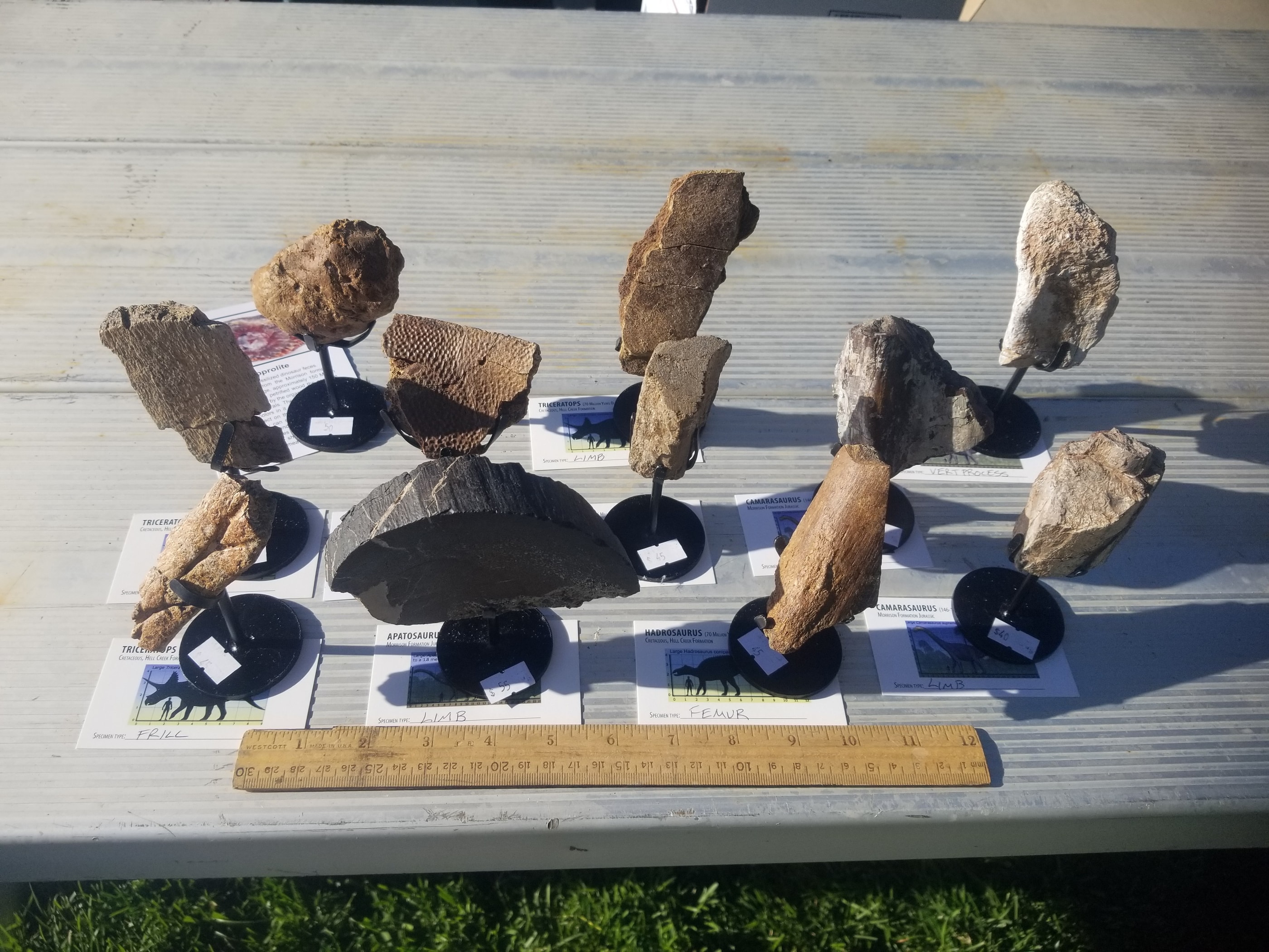 *Wholesale - Mixed Dinosaur Fossil 20 pc Specimen Jurassic/Cretaceous - Listed in Notes