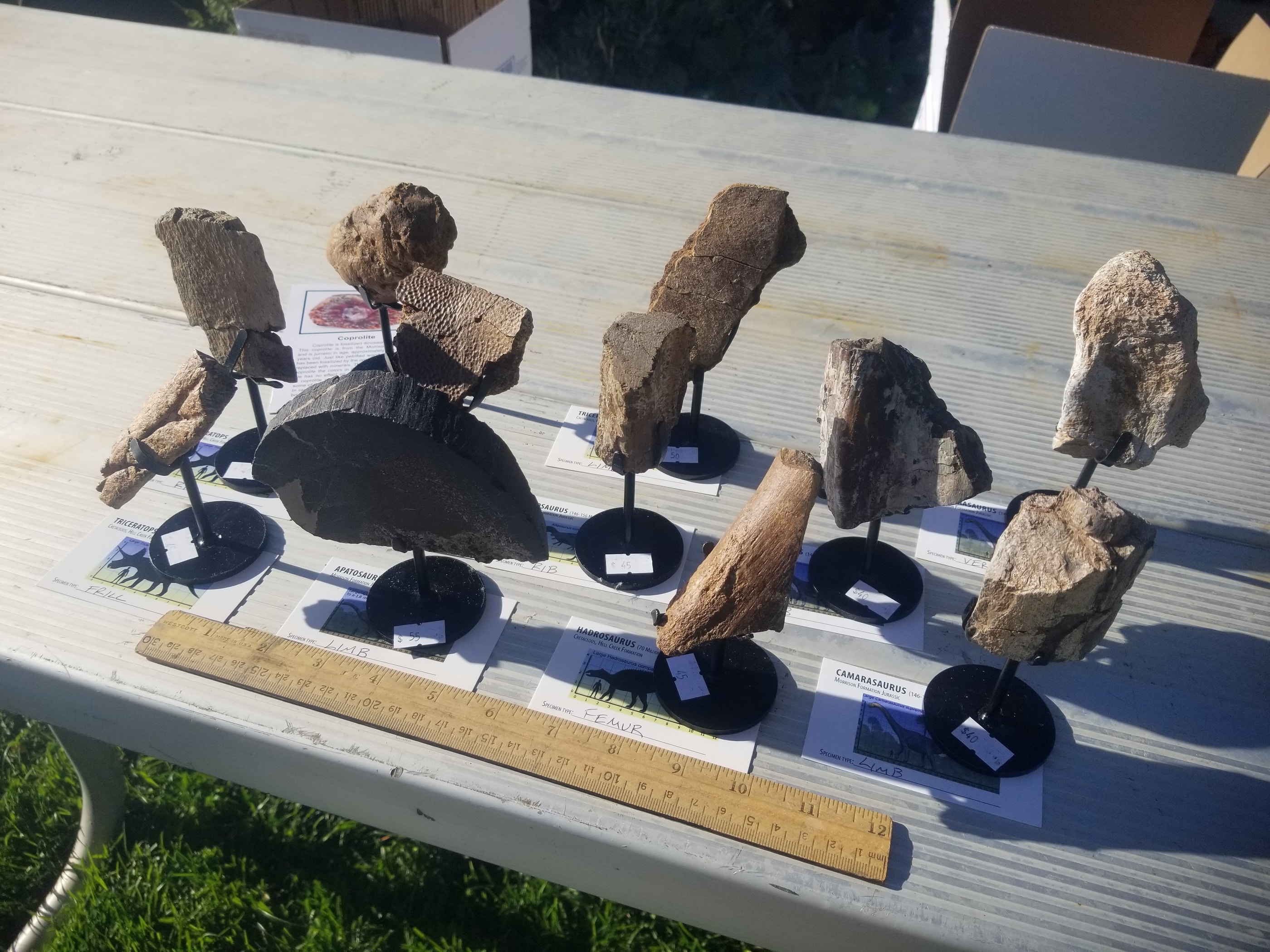 *Wholesale - Mixed Dinosaur Fossil 20 pc Specimen Jurassic/Cretaceous - Listed in Notes