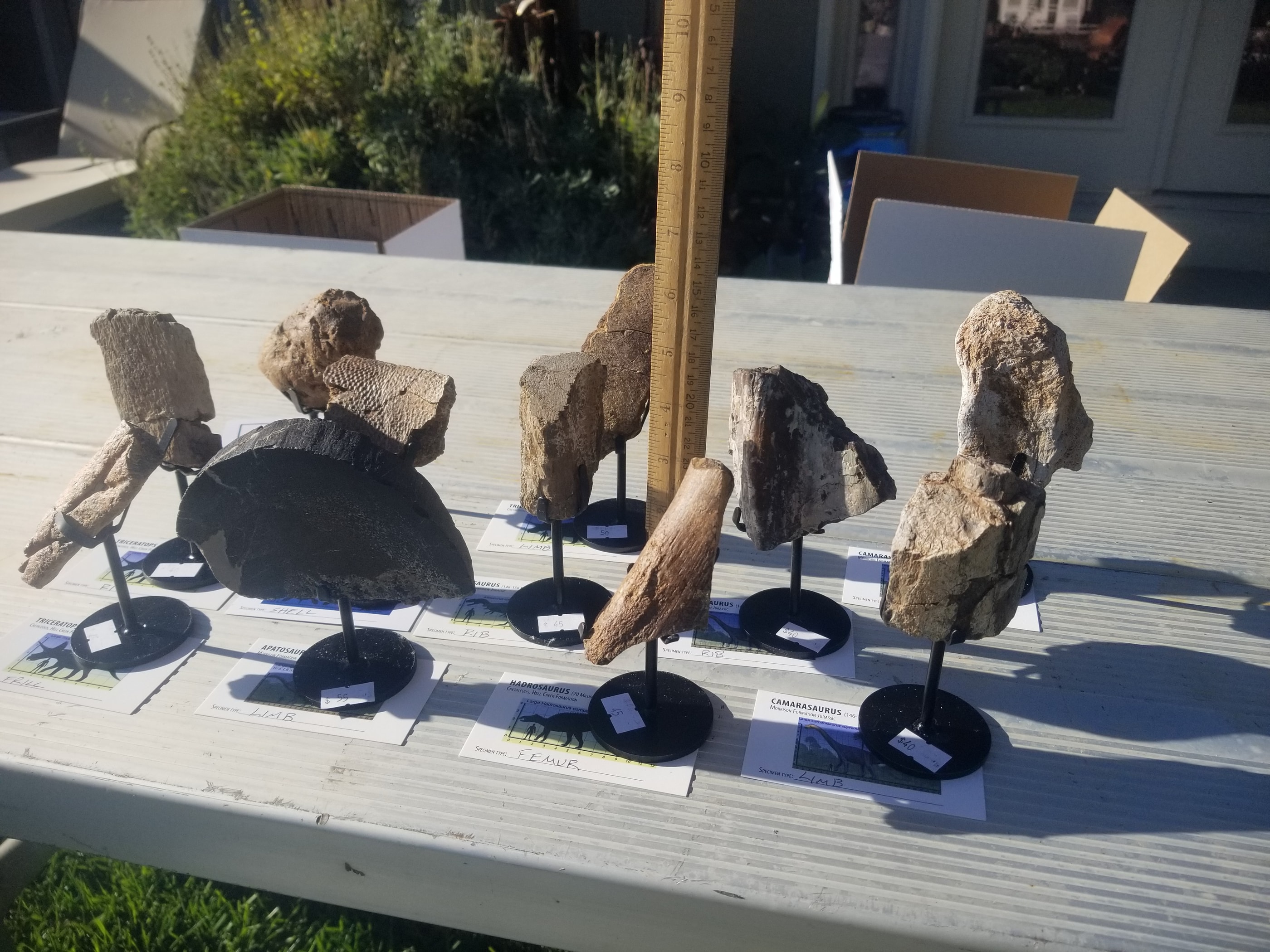 *Wholesale - Mixed Dinosaur Fossil 20 pc Specimen Jurassic/Cretaceous - Listed in Notes