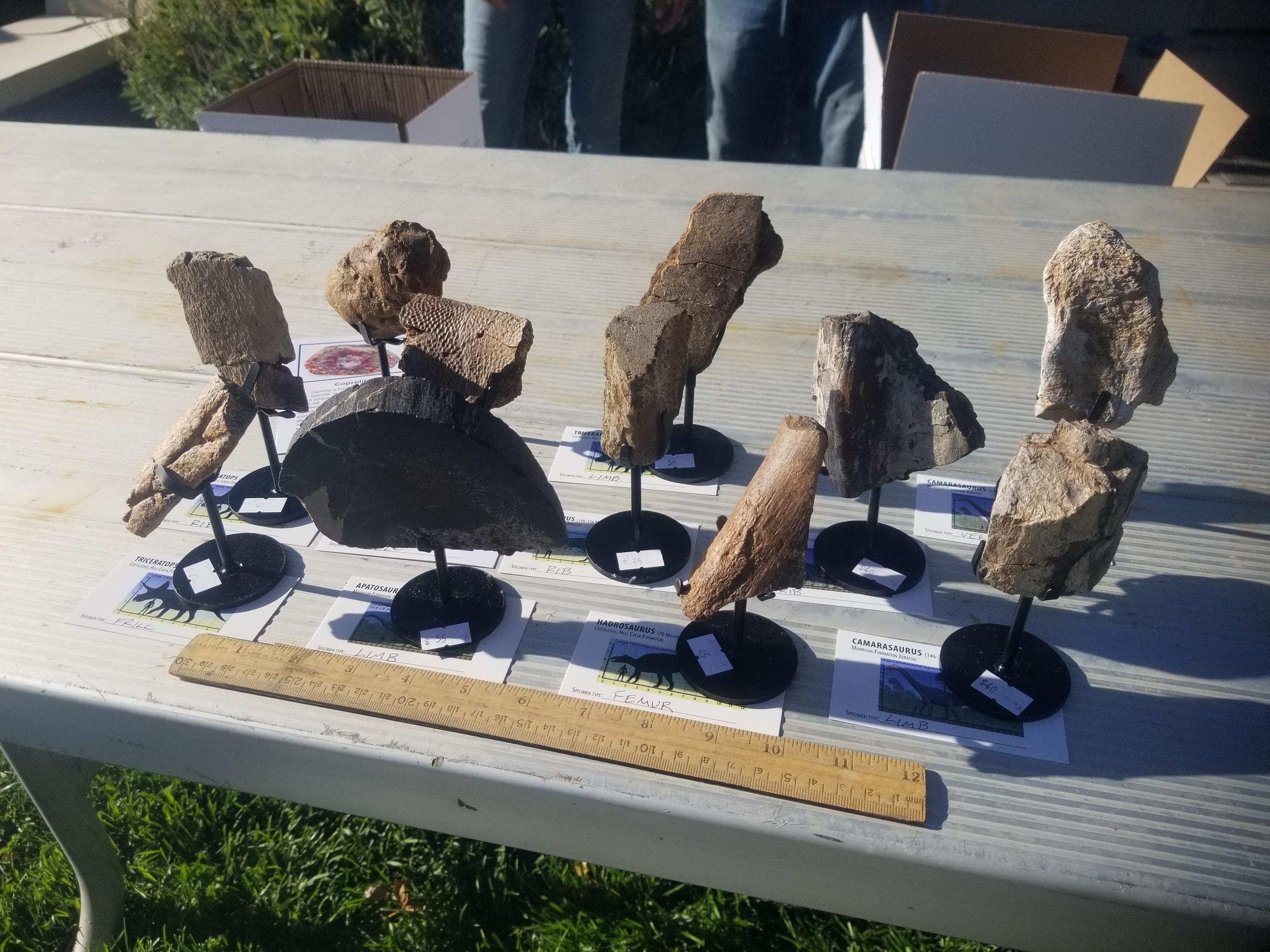 *Wholesale - Mixed Dinosaur Fossil 20 pc Specimen Jurassic/Cretaceous - Listed in Notes