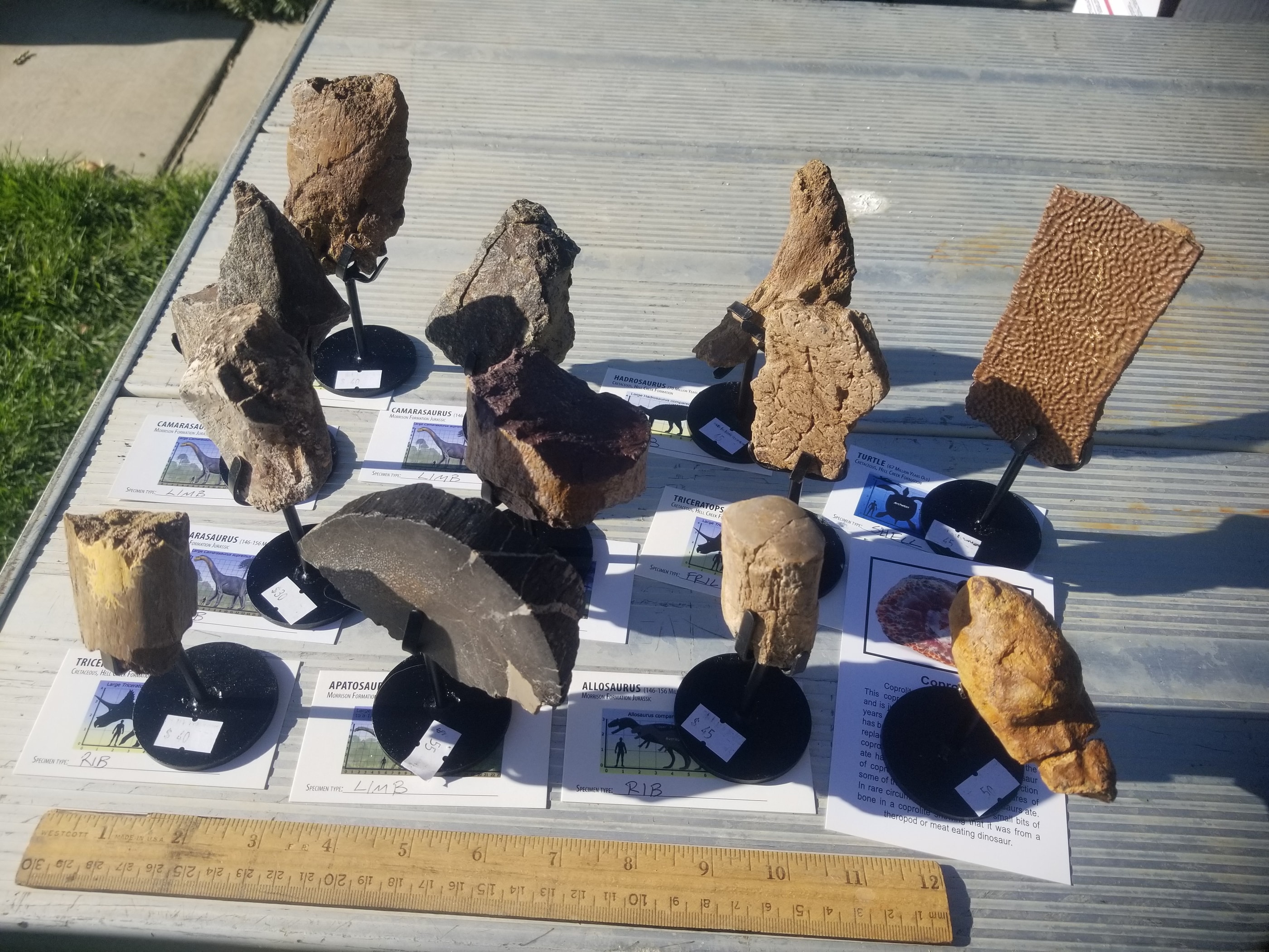 *Wholesale - Mixed Dinosaur Fossil 12pc Specimen Jurassic/Cretaceous - Listed in Notes