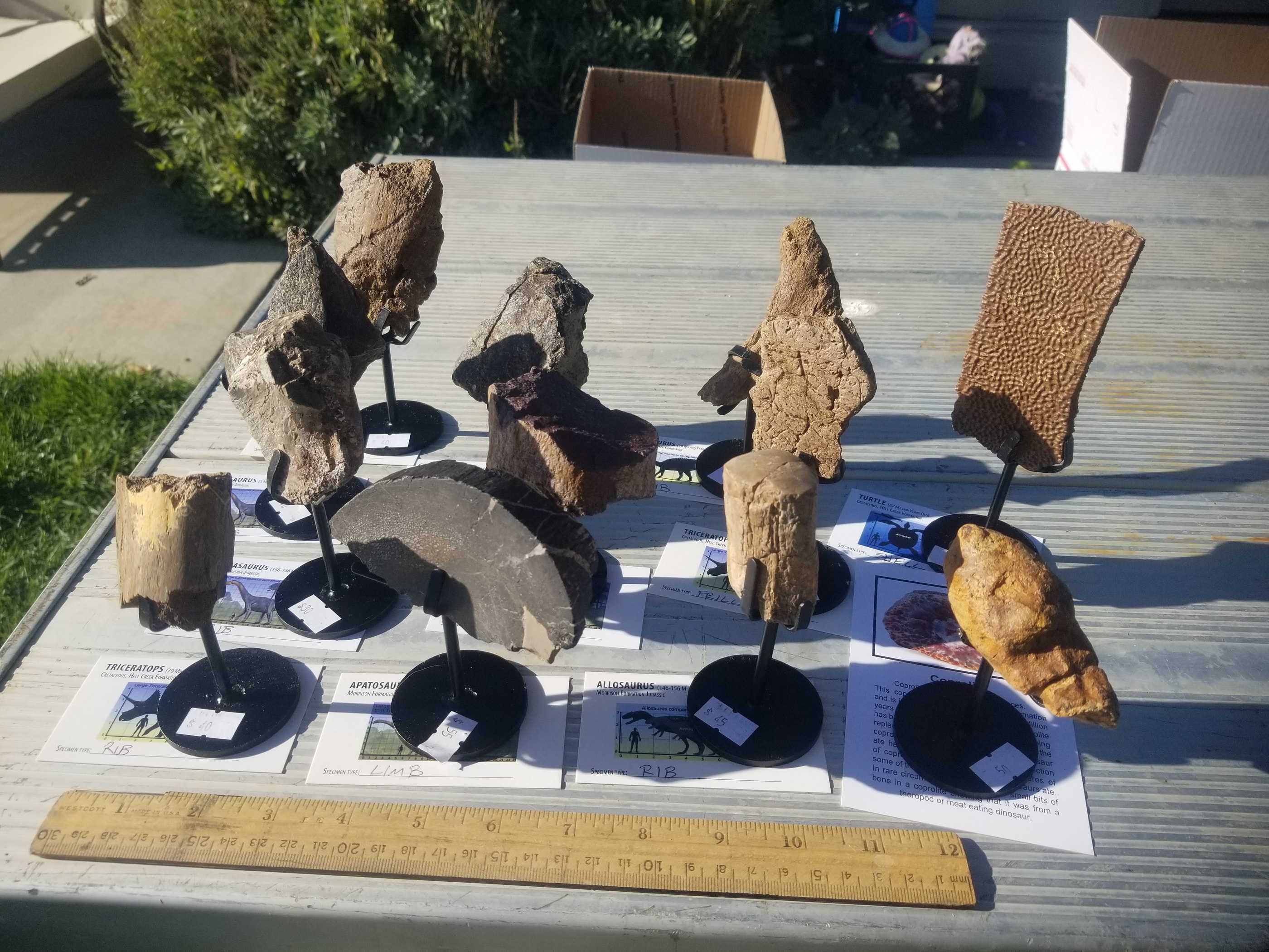 *Wholesale - Mixed Dinosaur Fossil 12pc Specimen Jurassic/Cretaceous - Listed in Notes