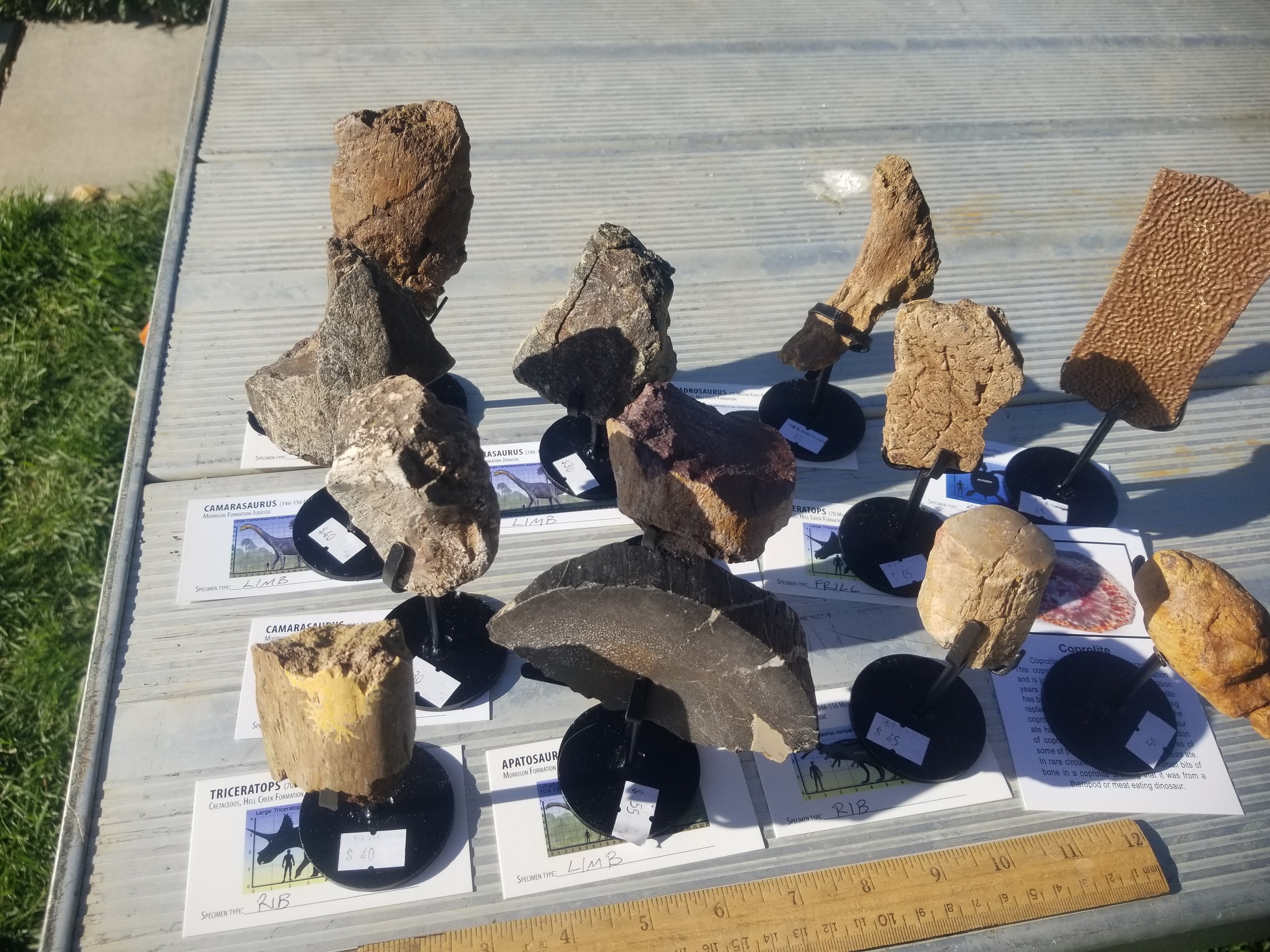 *Wholesale - Mixed Dinosaur Fossil 12pc Specimen Jurassic/Cretaceous - Listed in Notes
