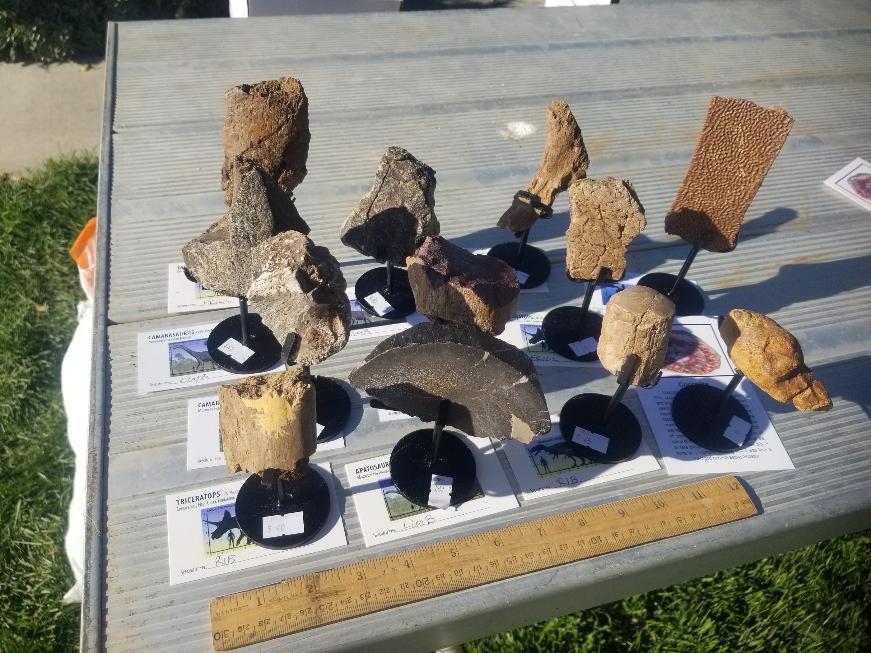 *Wholesale - Mixed Dinosaur Fossil 12pc Specimen Jurassic/Cretaceous - Listed in Notes