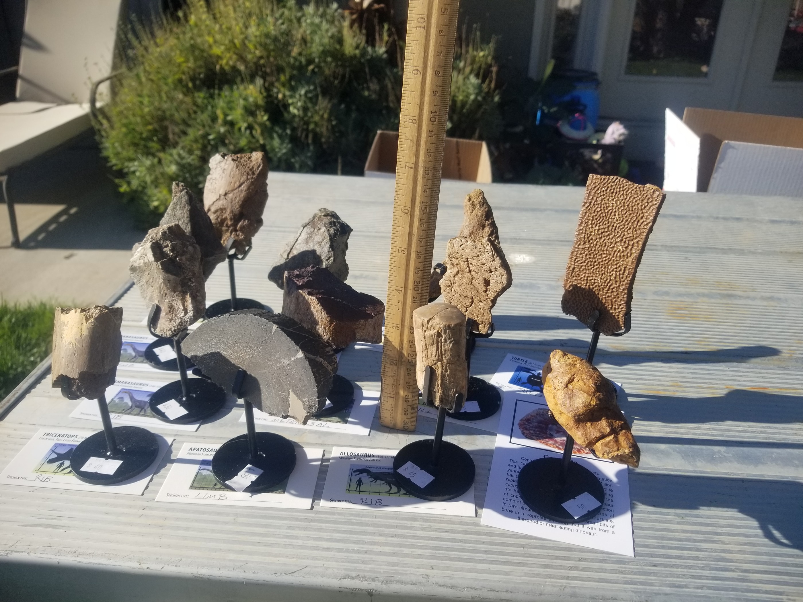 *Wholesale - Mixed Dinosaur Fossil 12pc Specimen Jurassic/Cretaceous - Listed in Notes