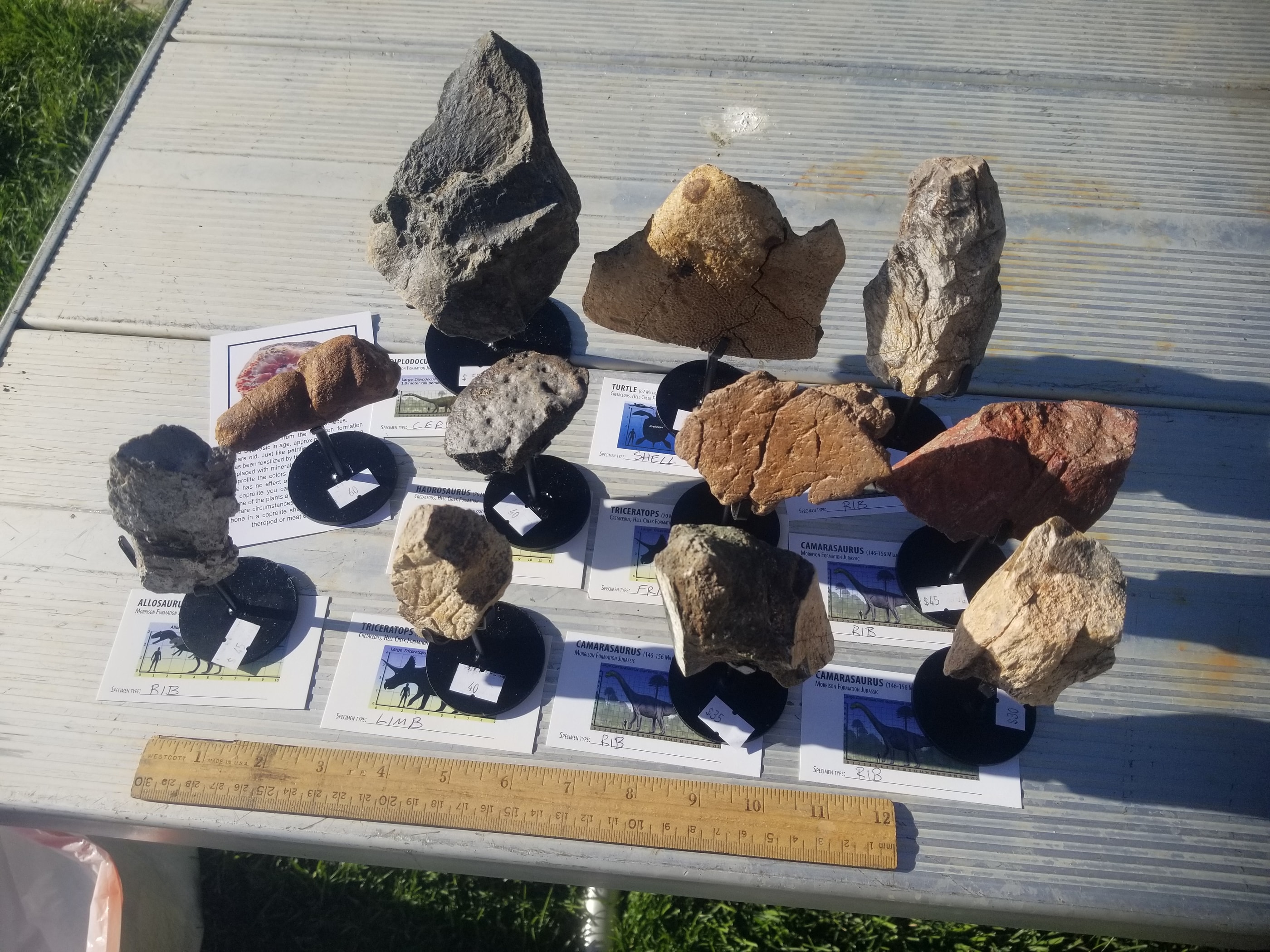 *Wholesale - Mixed Dinosaur Fossil 20 pc Specimen Jurassic/Cretaceous - Listed in Notes