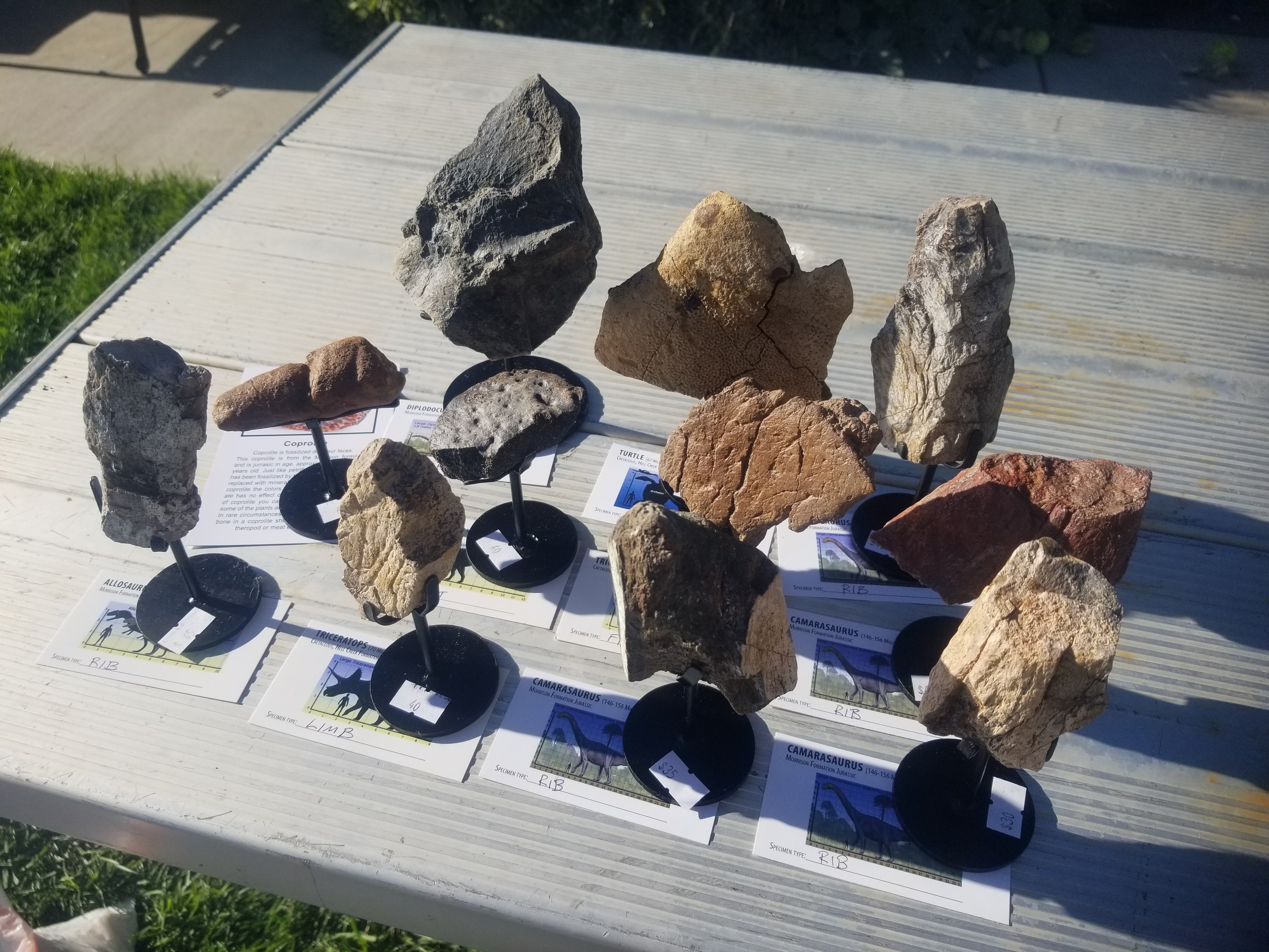 *Wholesale - Mixed Dinosaur Fossil 20 pc Specimen Jurassic/Cretaceous - Listed in Notes