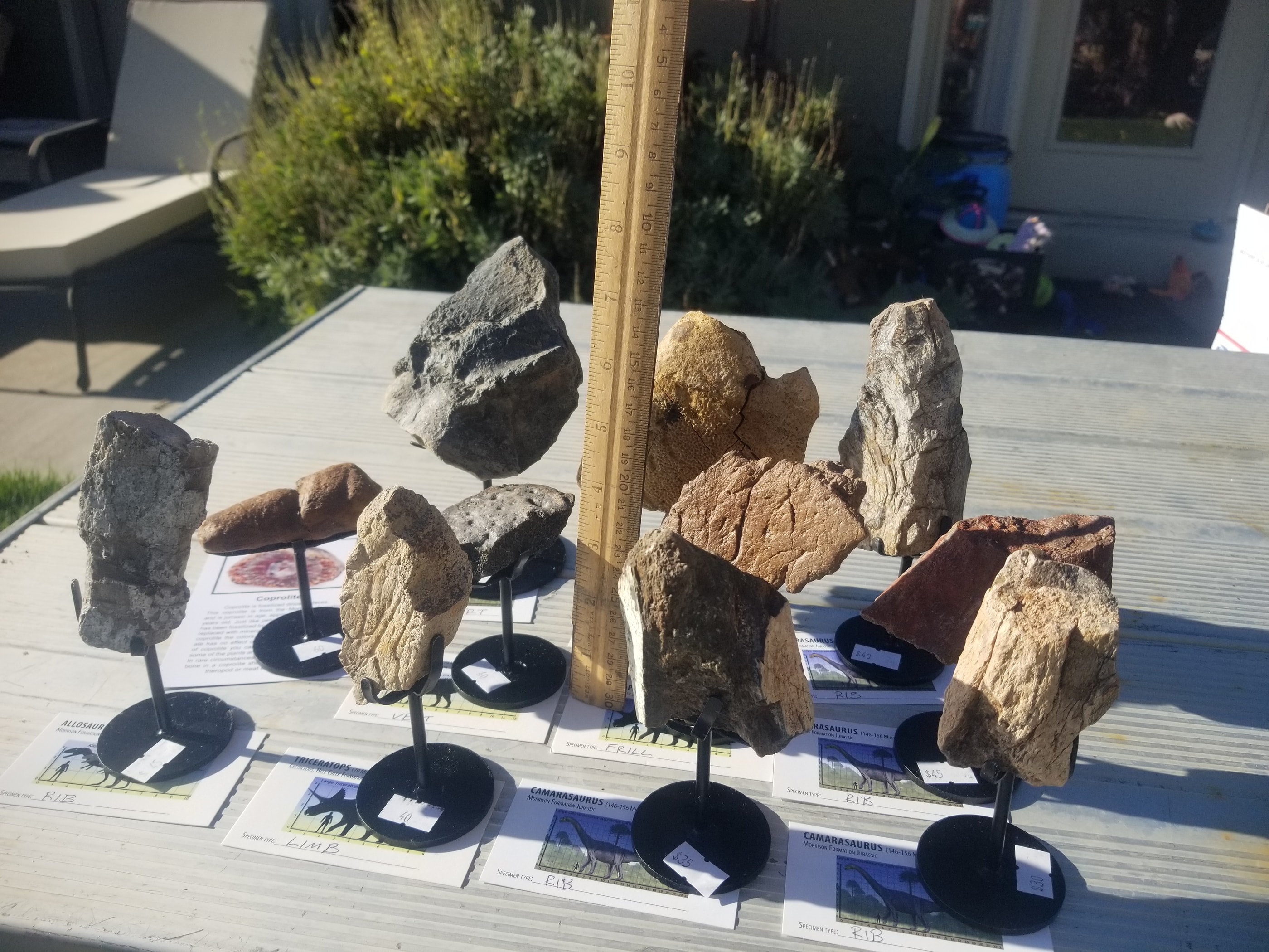 *Wholesale - Mixed Dinosaur Fossil 20 pc Specimen Jurassic/Cretaceous - Listed in Notes