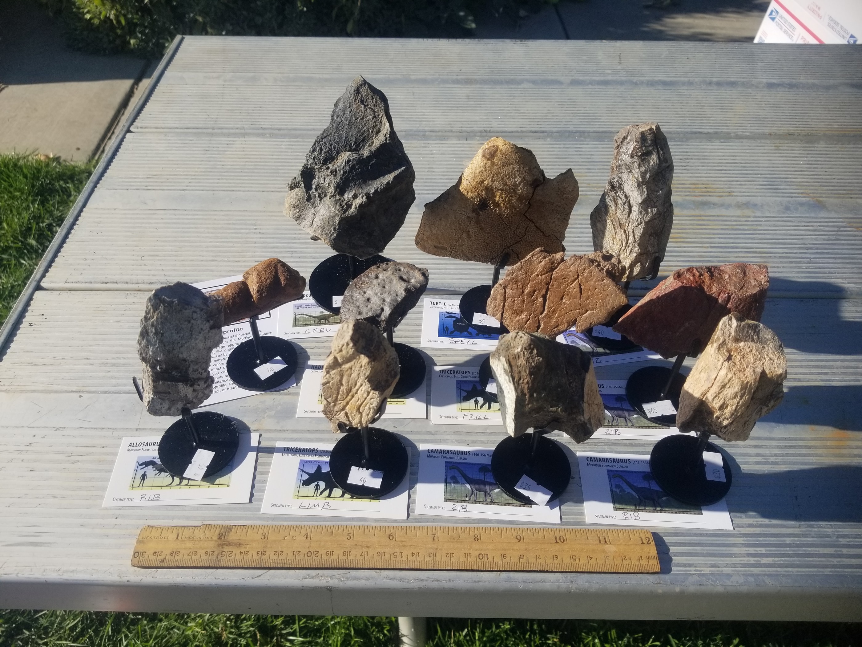 *Wholesale - Mixed Dinosaur Fossil 20 pc Specimen Jurassic/Cretaceous - Listed in Notes