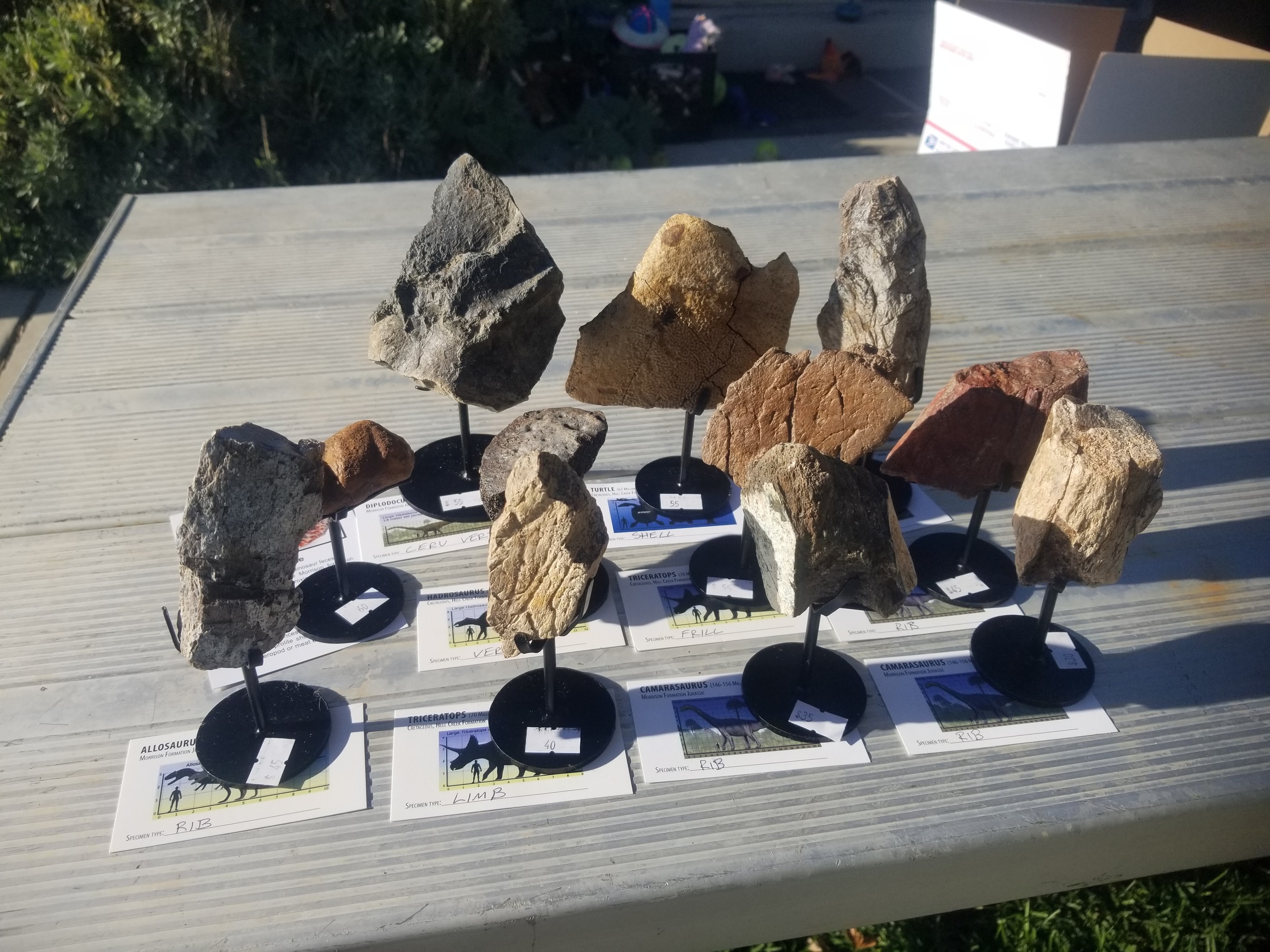 *Wholesale - Mixed Dinosaur Fossil 20 pc Specimen Jurassic/Cretaceous - Listed in Notes