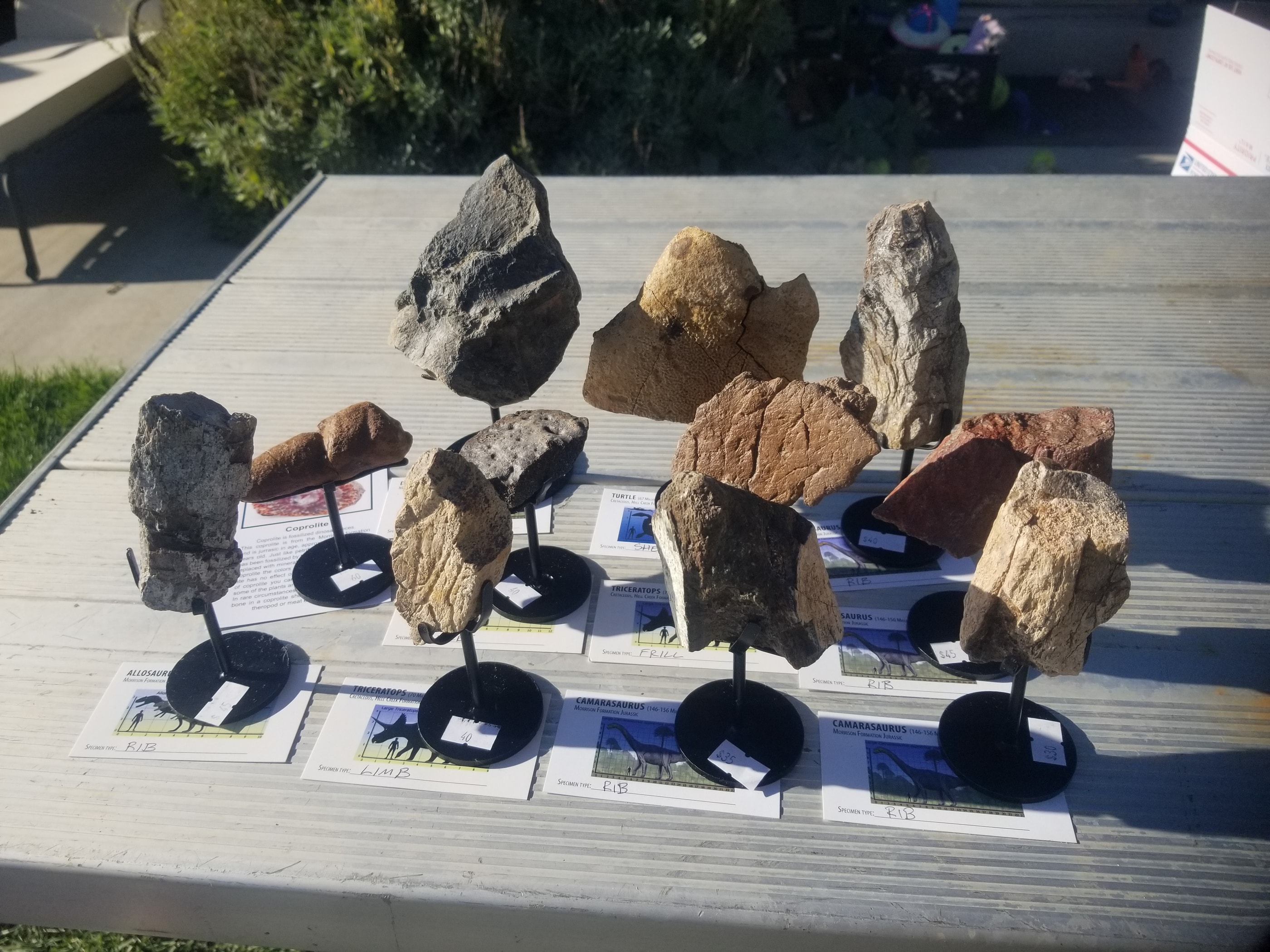 *Wholesale - Mixed Dinosaur Fossil 20 pc Specimen Jurassic/Cretaceous - Listed in Notes