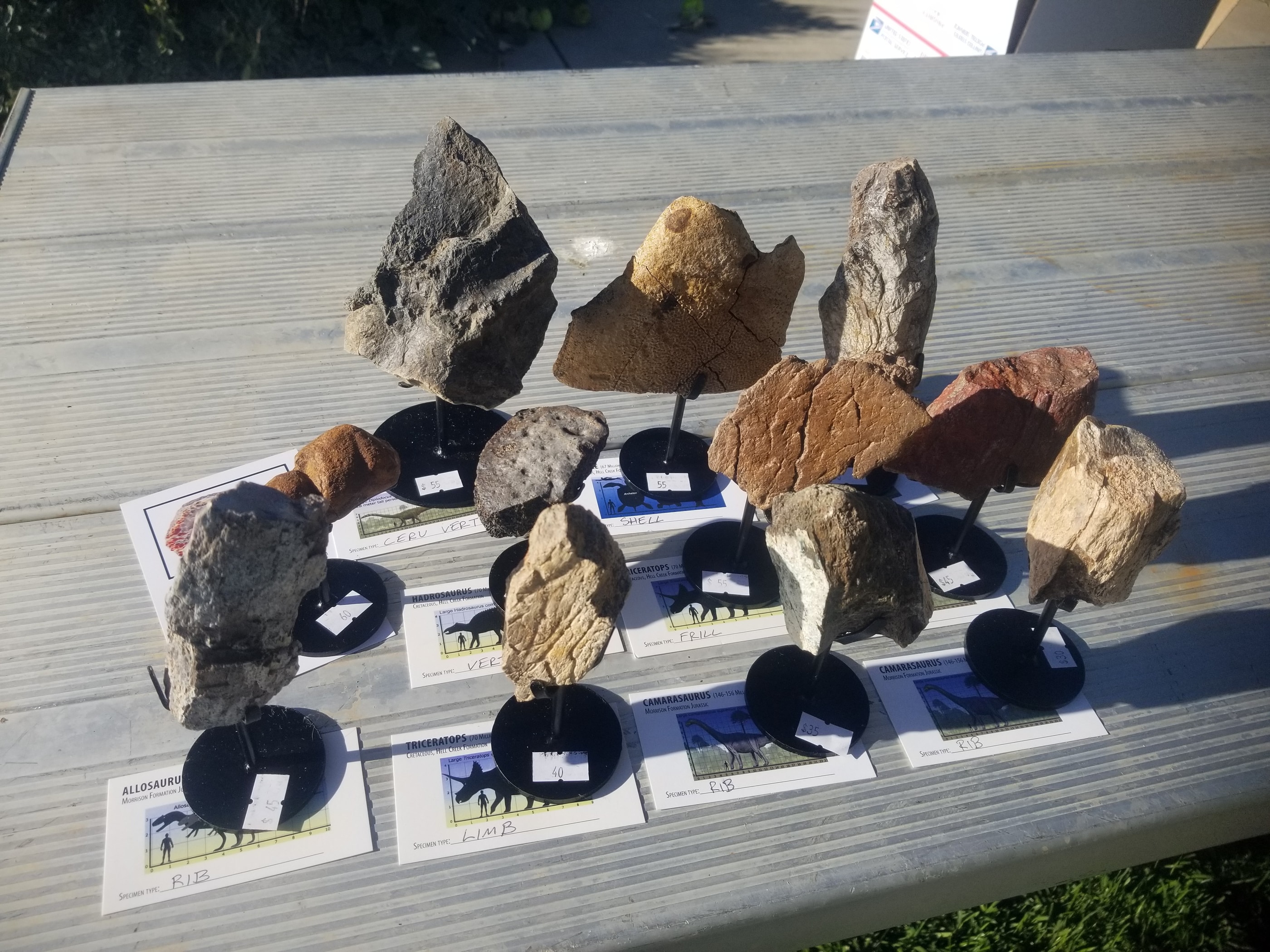 *Wholesale - Mixed Dinosaur Fossil 20 pc Specimen Jurassic/Cretaceous - Listed in Notes