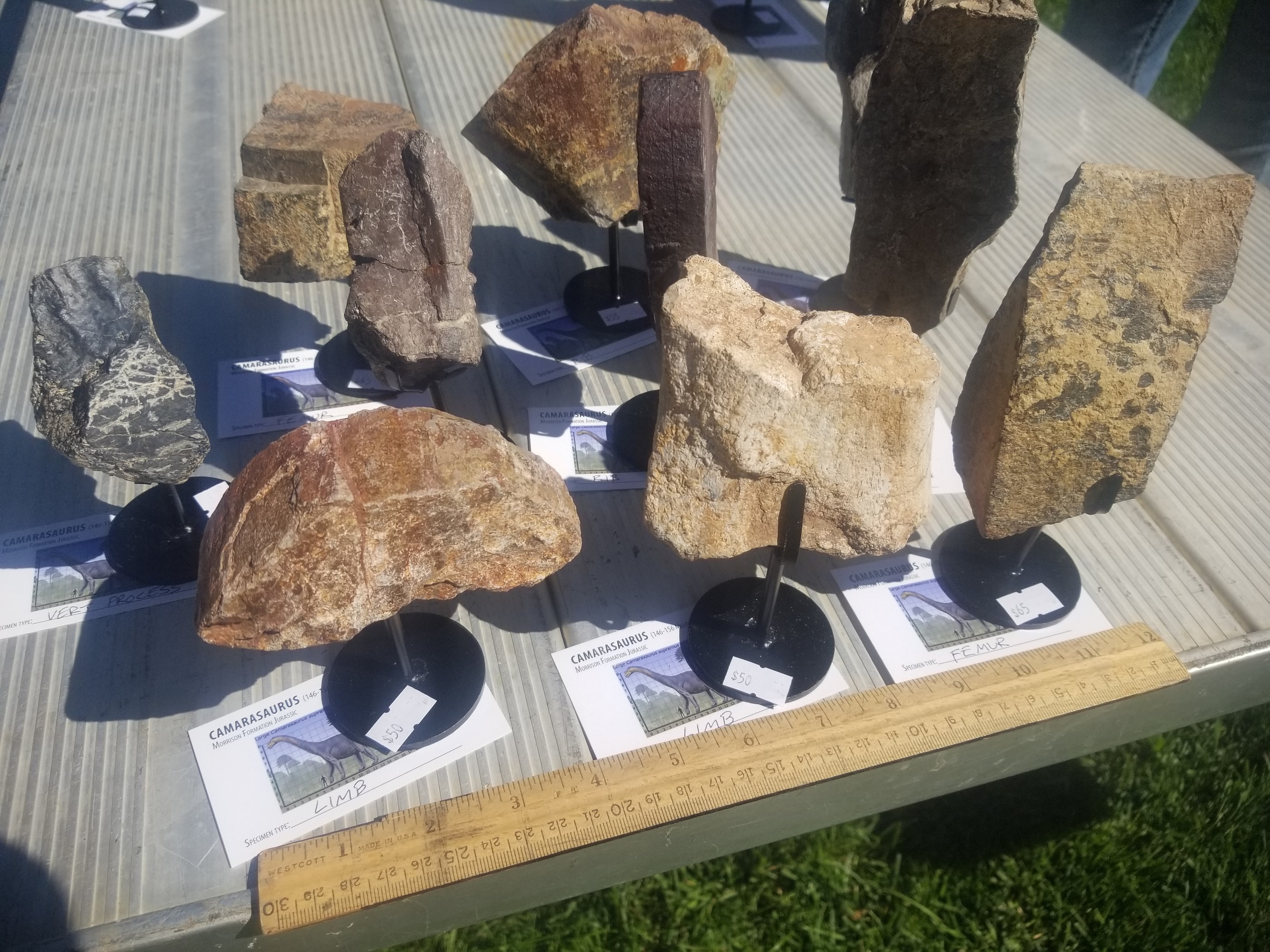 *Wholesale -Nice Camarasaurus 7 piece Lot Fossil Dinosaur Specimen Jurassic Morrison Form Display