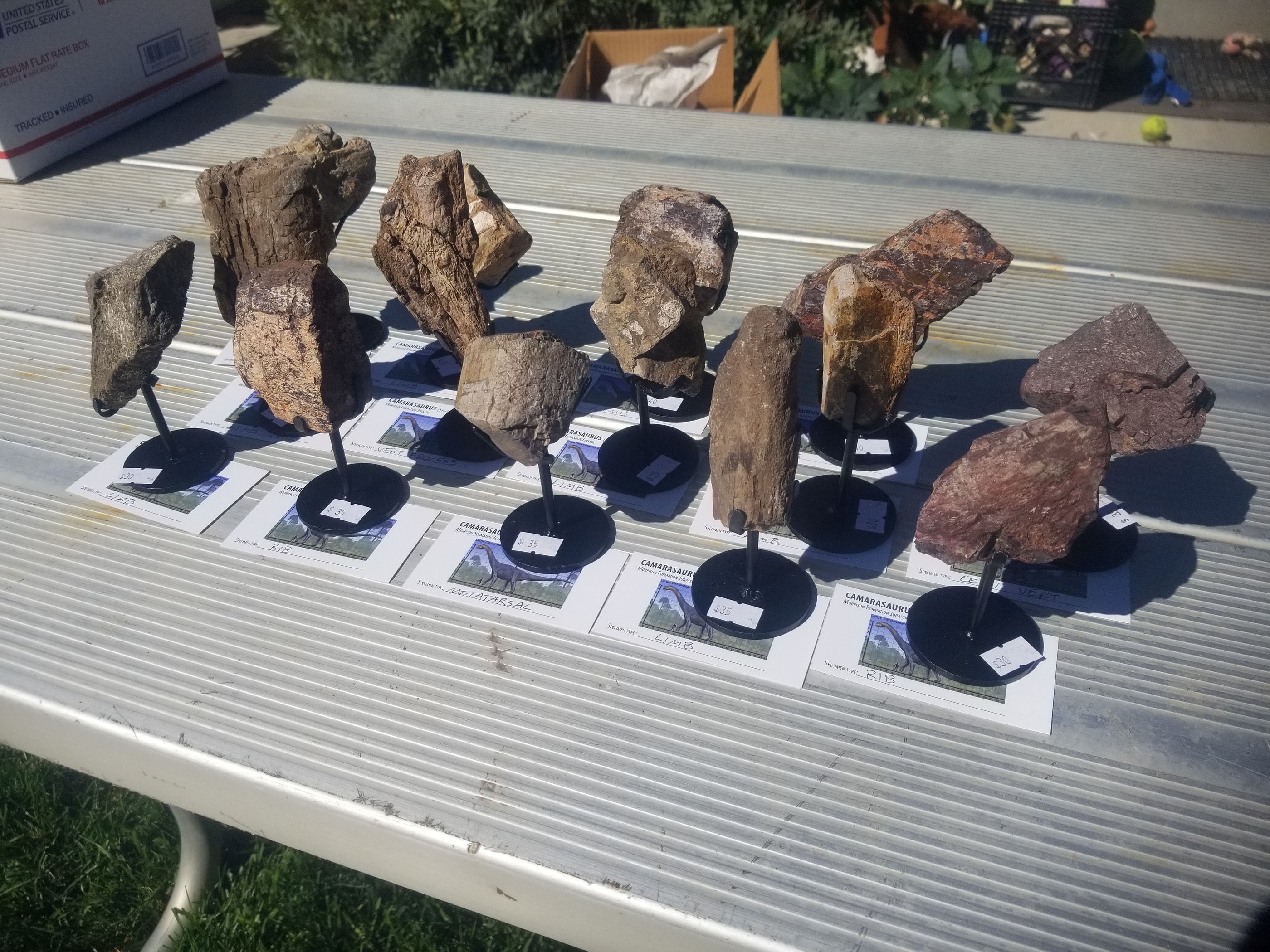 *Wholesale -Nice Camarasaurus 7 piece Lot Fossil Dinosaur Specimen Jurassic Morrison Form Display