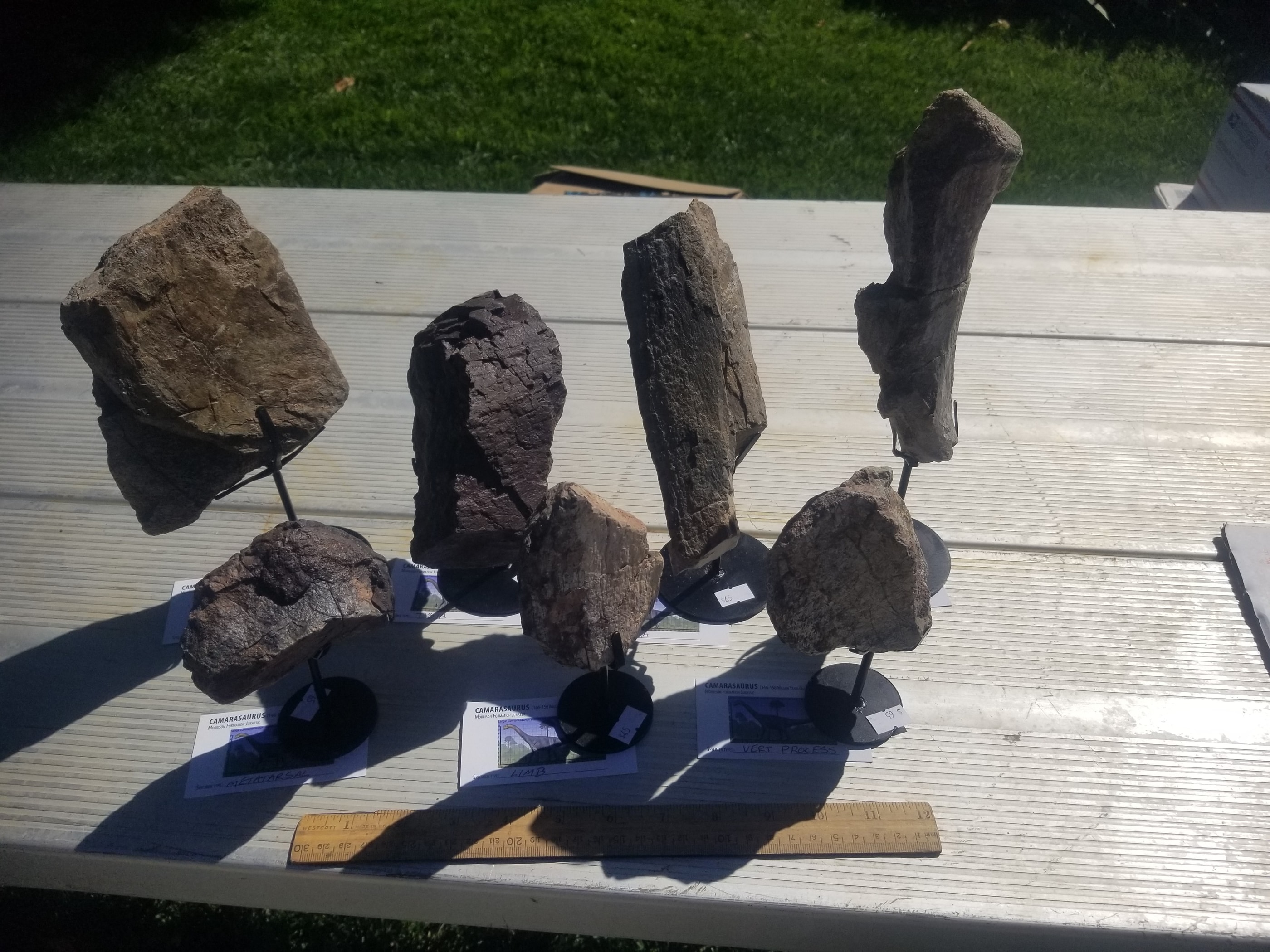 *Wholesale -Nice Camarasaurus 7 piece Lot Fossil Dinosaur Specimen Jurassic Morrison Form Display