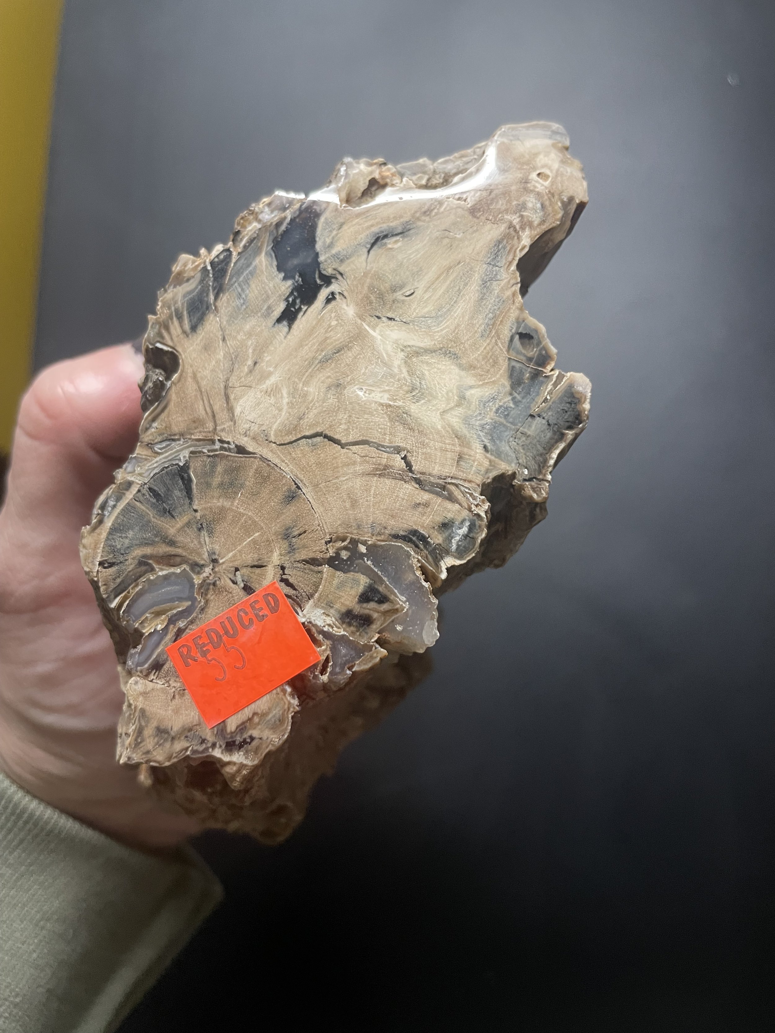 Nice Polished Blue Forest Petrified Wood Limb- Wyoming Agatized Wood Eden Valley