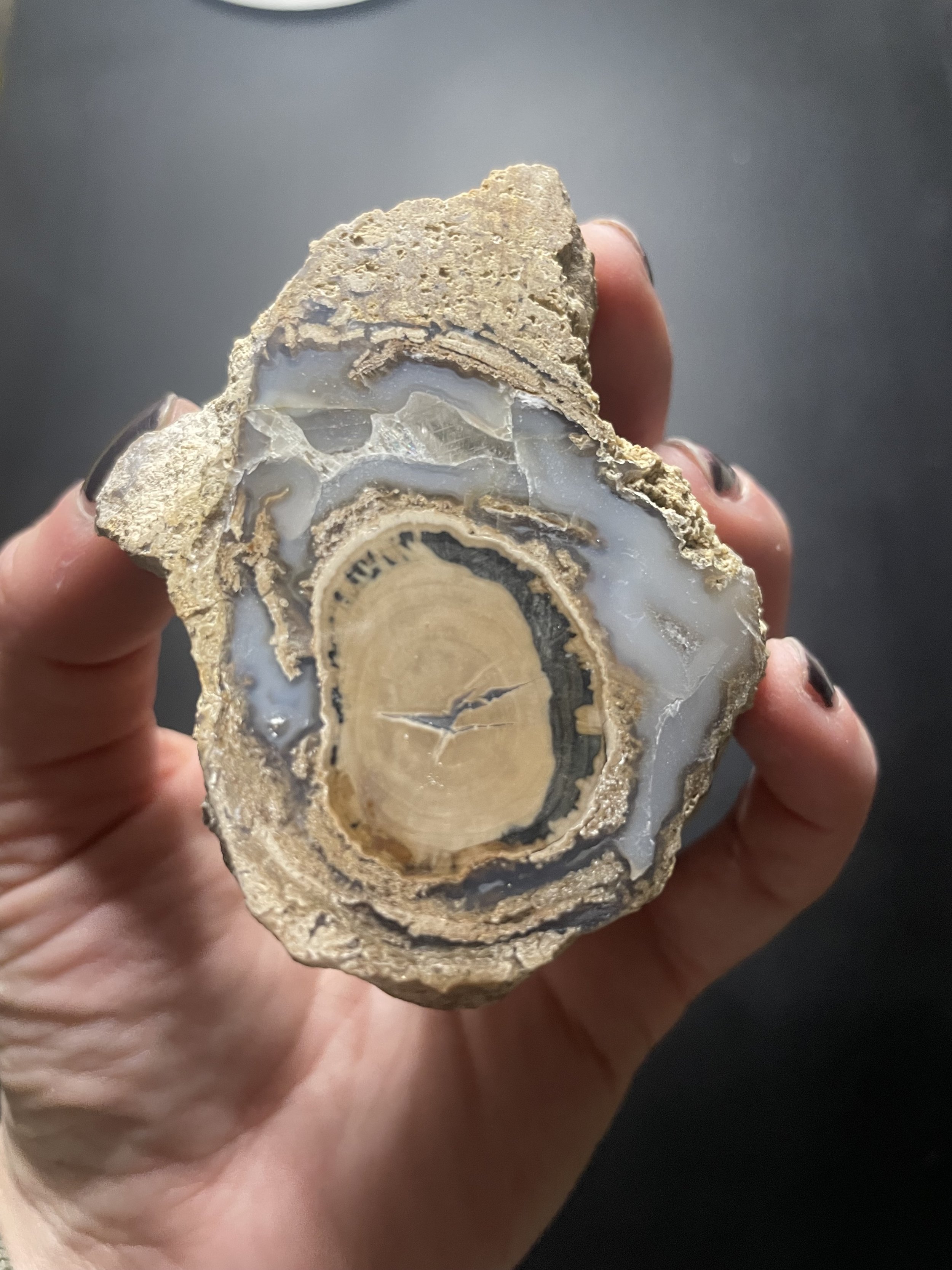 Nice Polished Blue Forest Petrified Wood Limb- Wyoming Agatized Wood Eden Valley